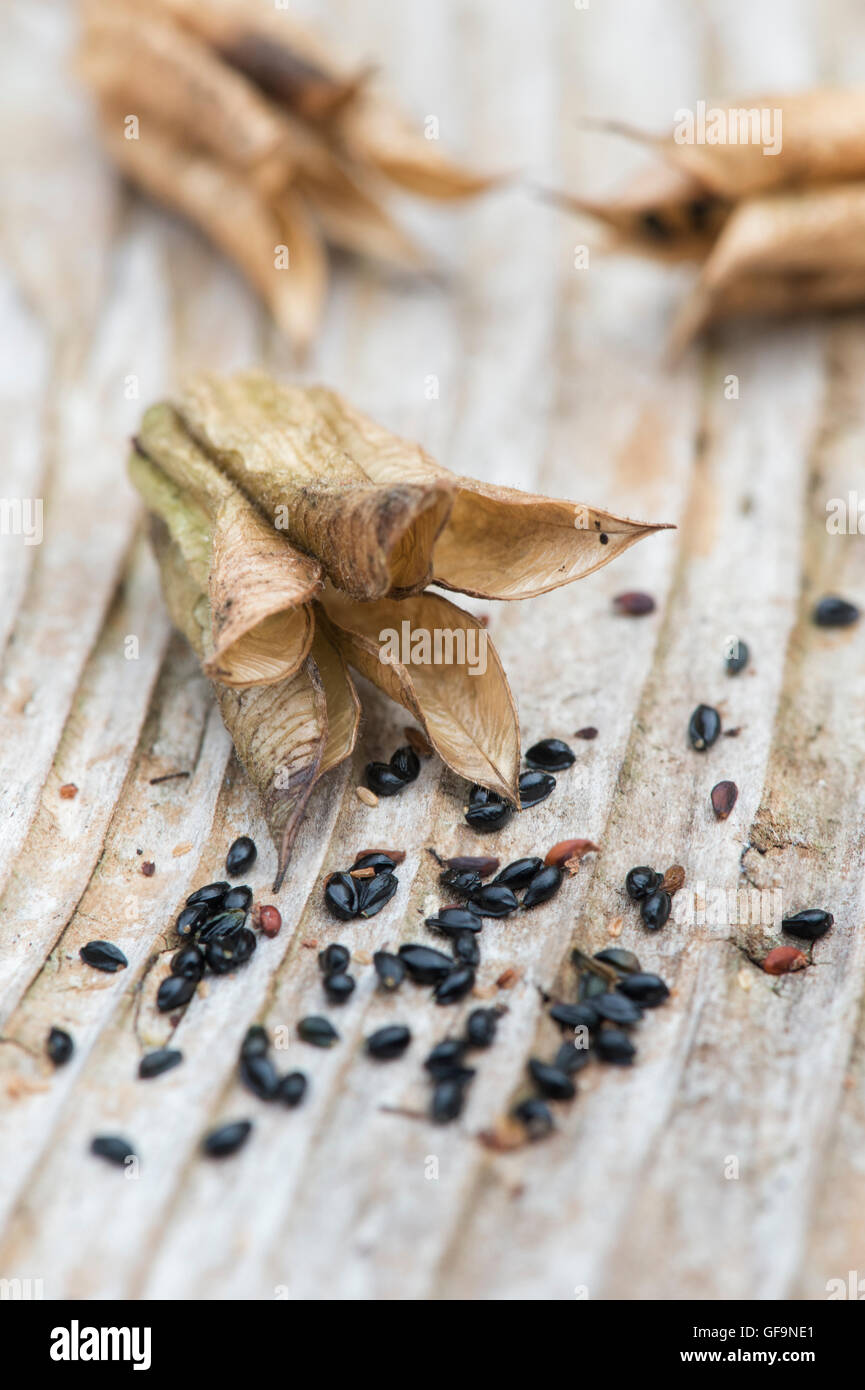 Aquilegia vulgaris. Columbine seed pods and seeds on wood Stock Photo