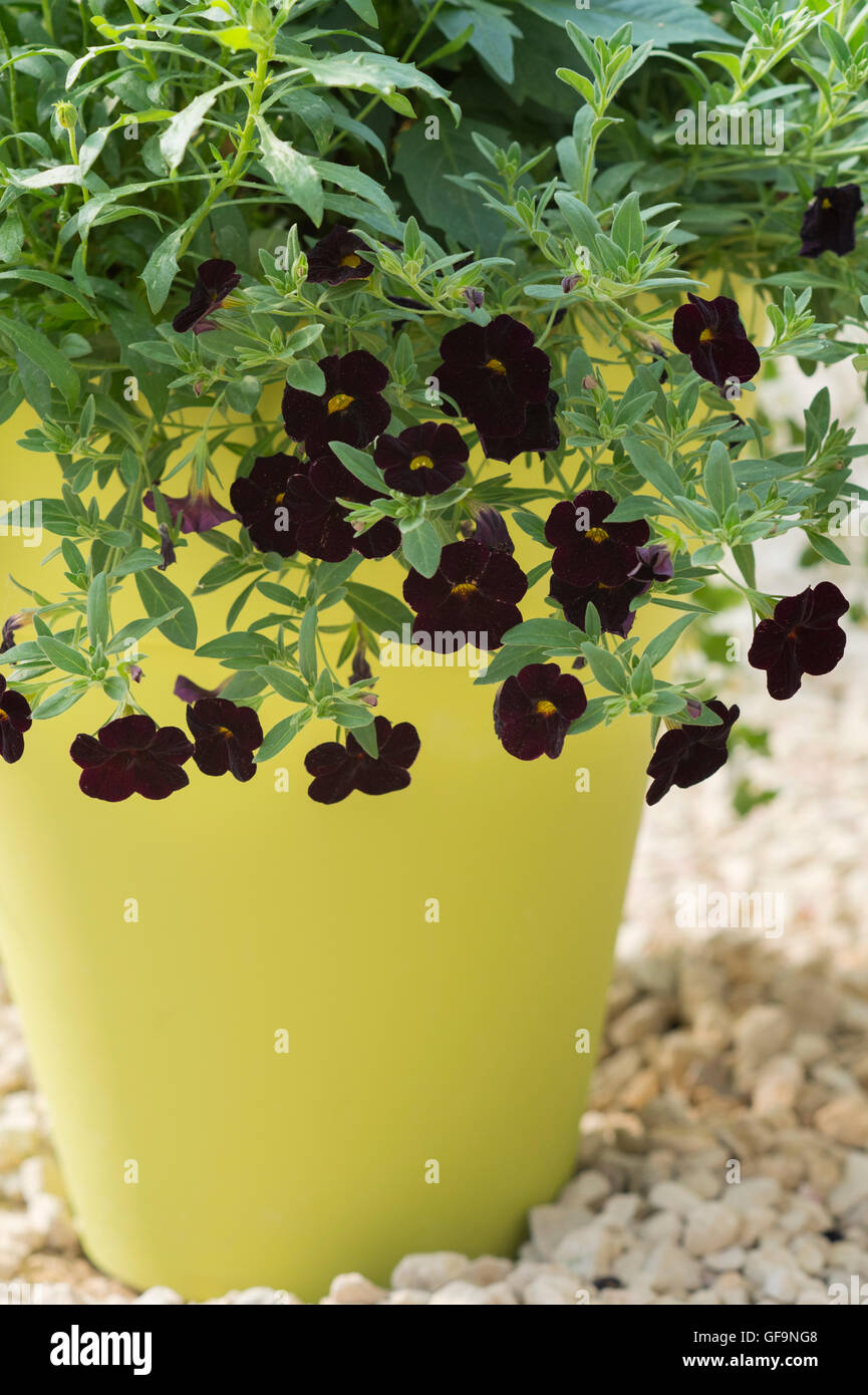 Calibrachoa can can black cherry. Mini Petunia flowers in a yellow plant pot Stock Photo
