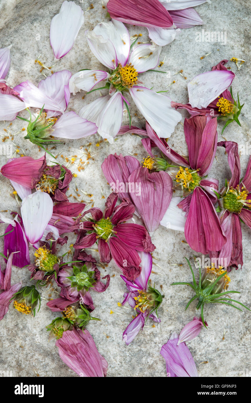 Dead headed cosmos flowers Stock Photo Alamy
