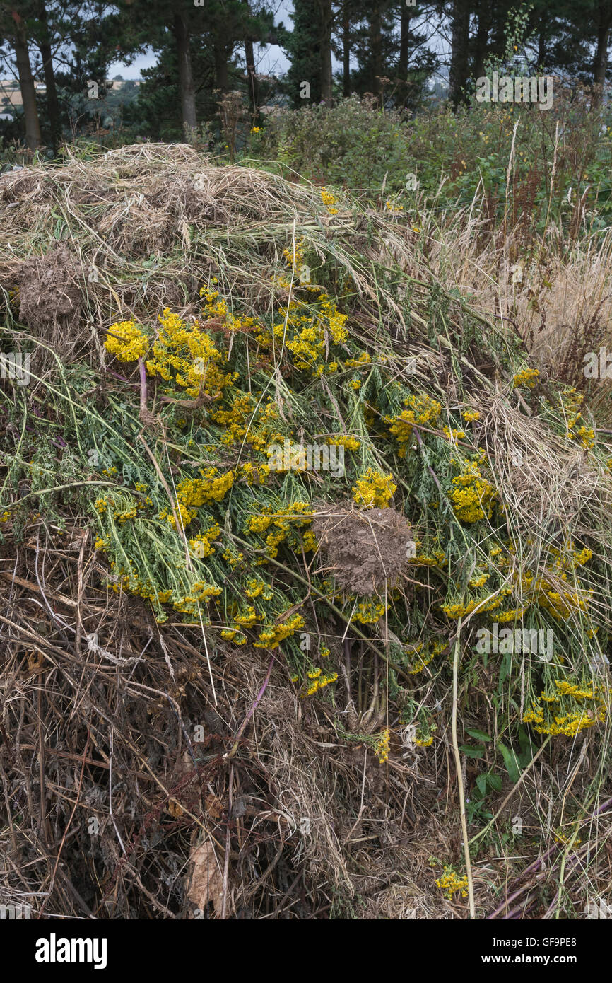 Piled mass of weeded Ragwort / Senecio jacobaea = Jacobaea vulgaris -  a problem agricultural weed, also noxious to horses. Stock Photo