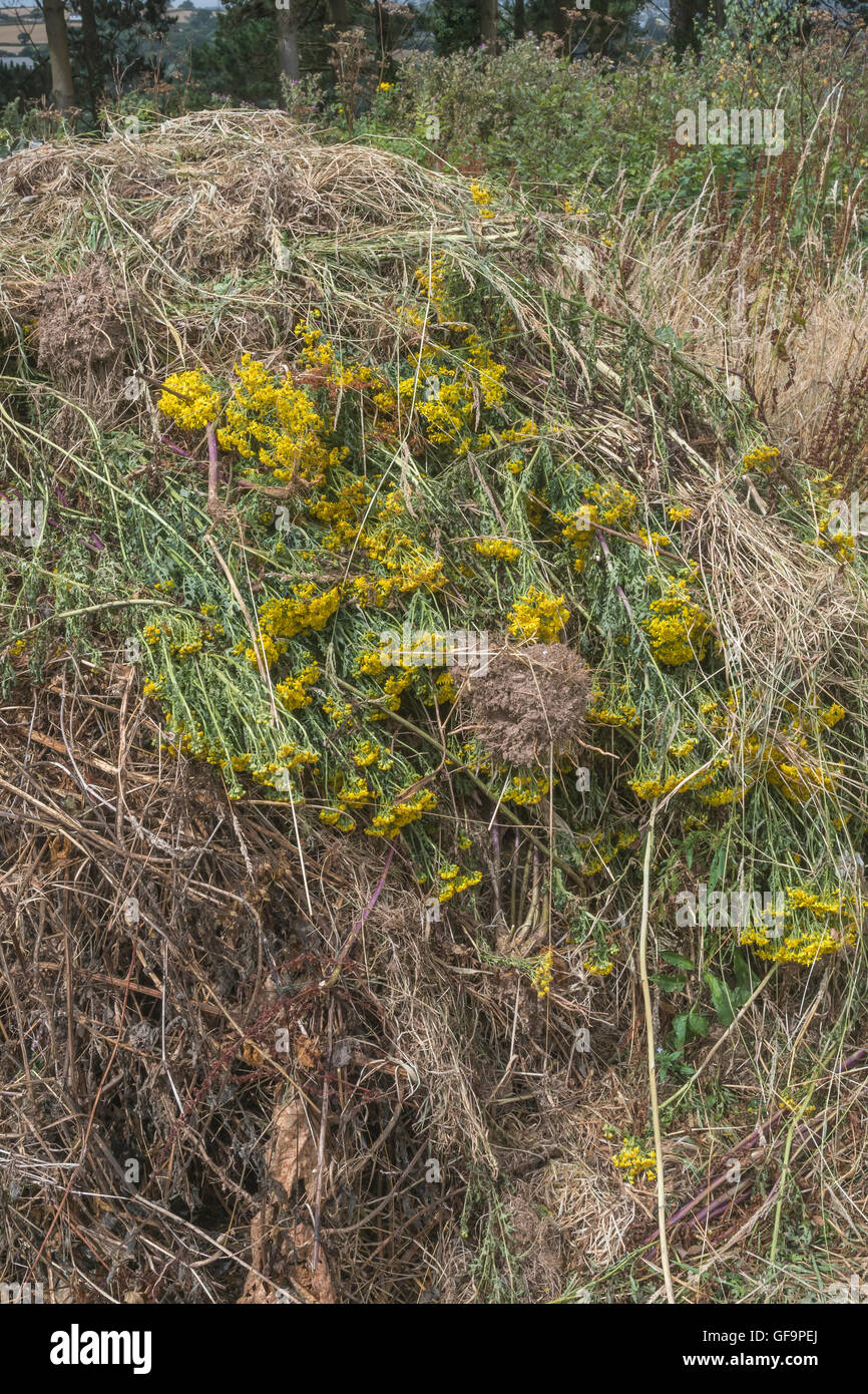 Piled mass of weeded Ragwort / Senecio jacobaea = Jacobaea vulgaris -  a problem agricultural weed, also noxious to horses. Stock Photo