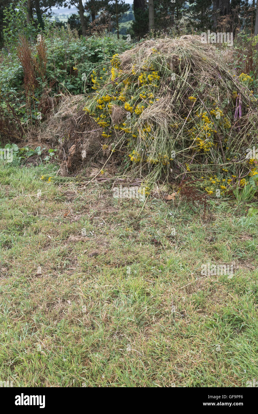 Piled mass of weeded Ragwort / Senecio jacobaea = Jacobaea vulgaris -  a problem agricultural weed, also noxious to horses. Stock Photo