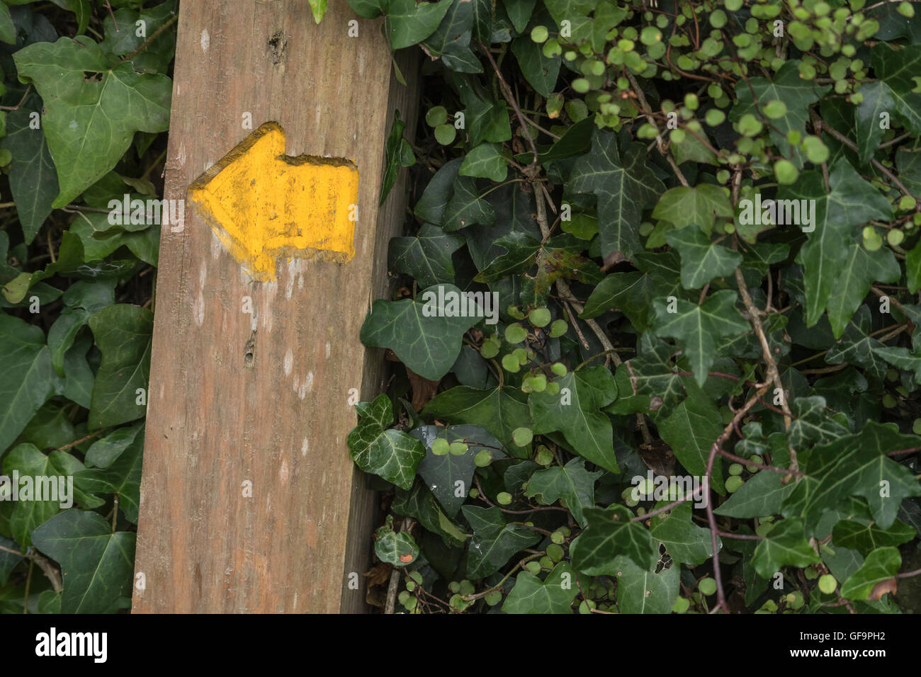 Public footpath / right of way marker arrow in Cornwall (England