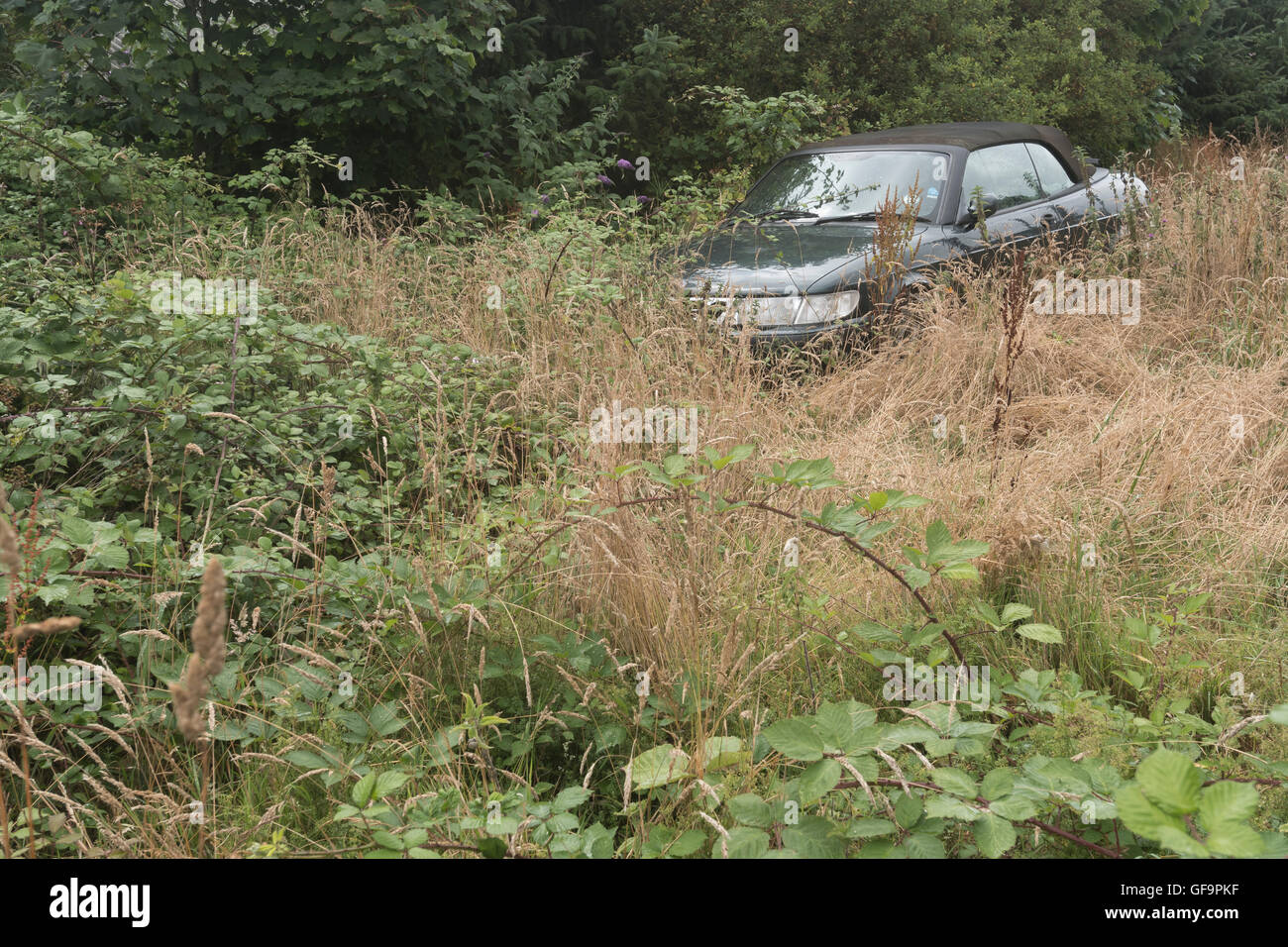Abandoned car in overgrown field verge - concepts of recycling, waste, and environmental pollution, something abandoned, overgrown by weeds. Stock Photo