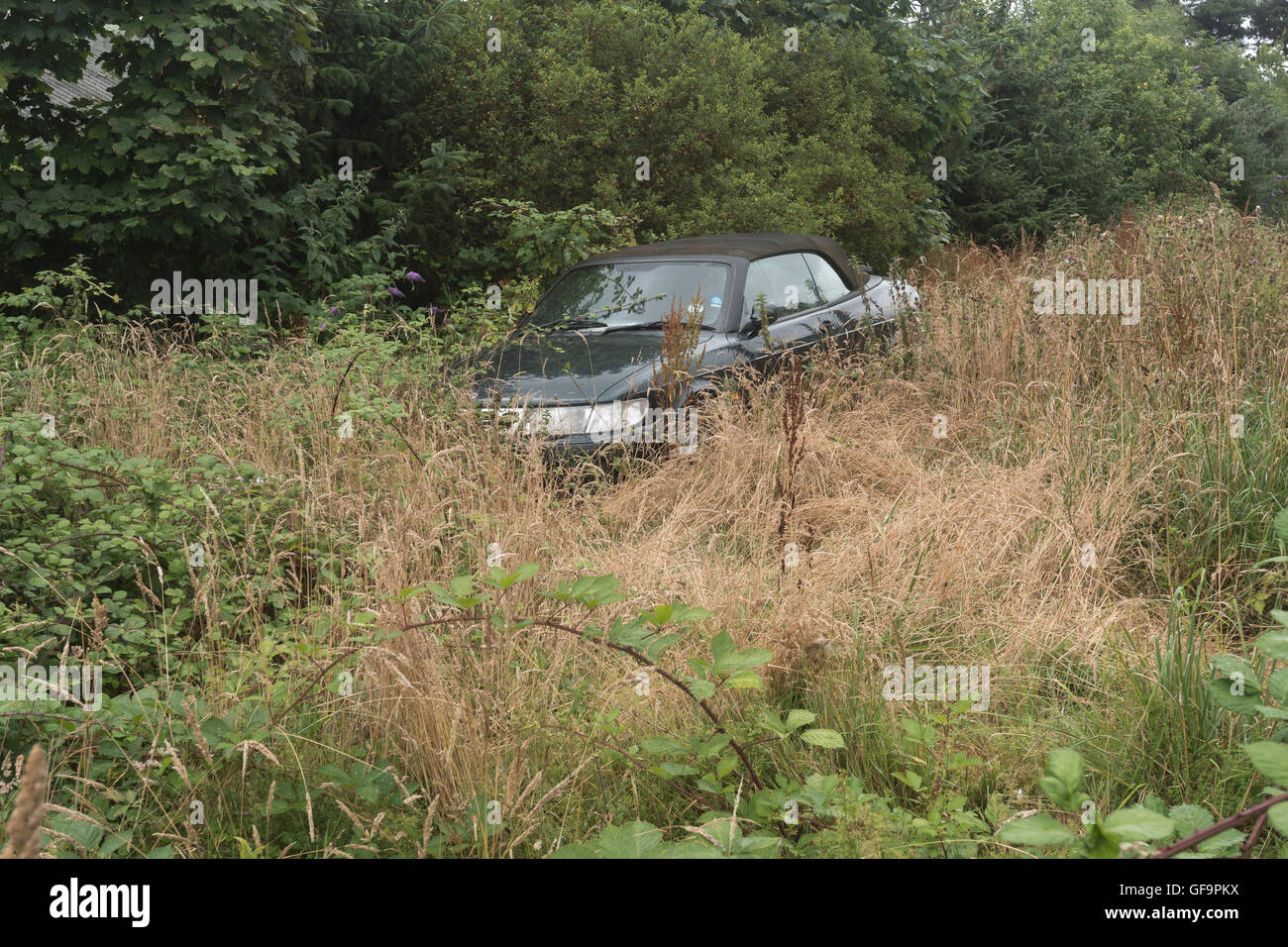 Abandoned car in overgrown field verge - concepts of recycling, waste, and environmental pollution, something abandoned, overgrown by weeds. Stock Photo