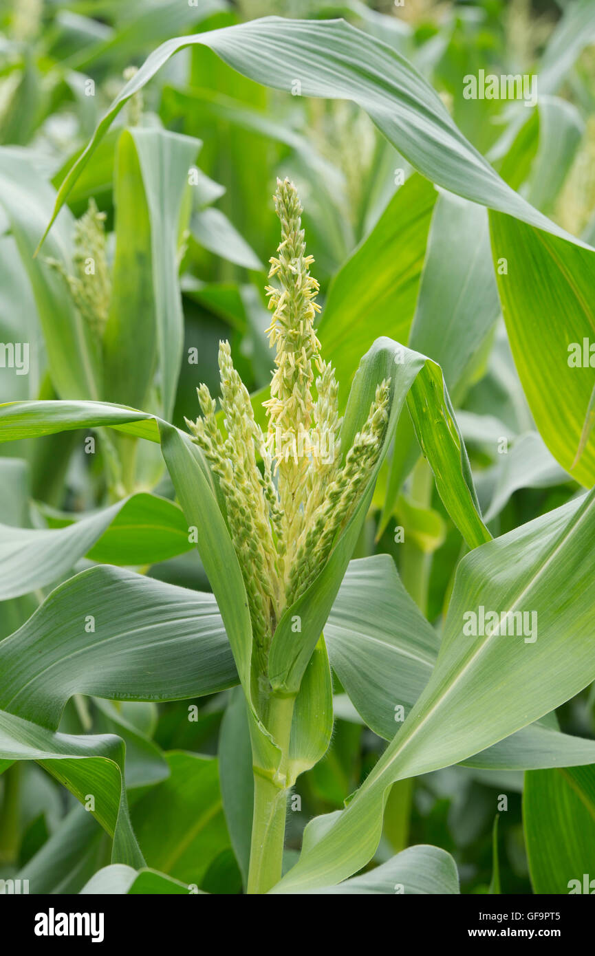 Zea mays. Male flowers on a sweetcorn plant in summer Stock Photo - Alamy