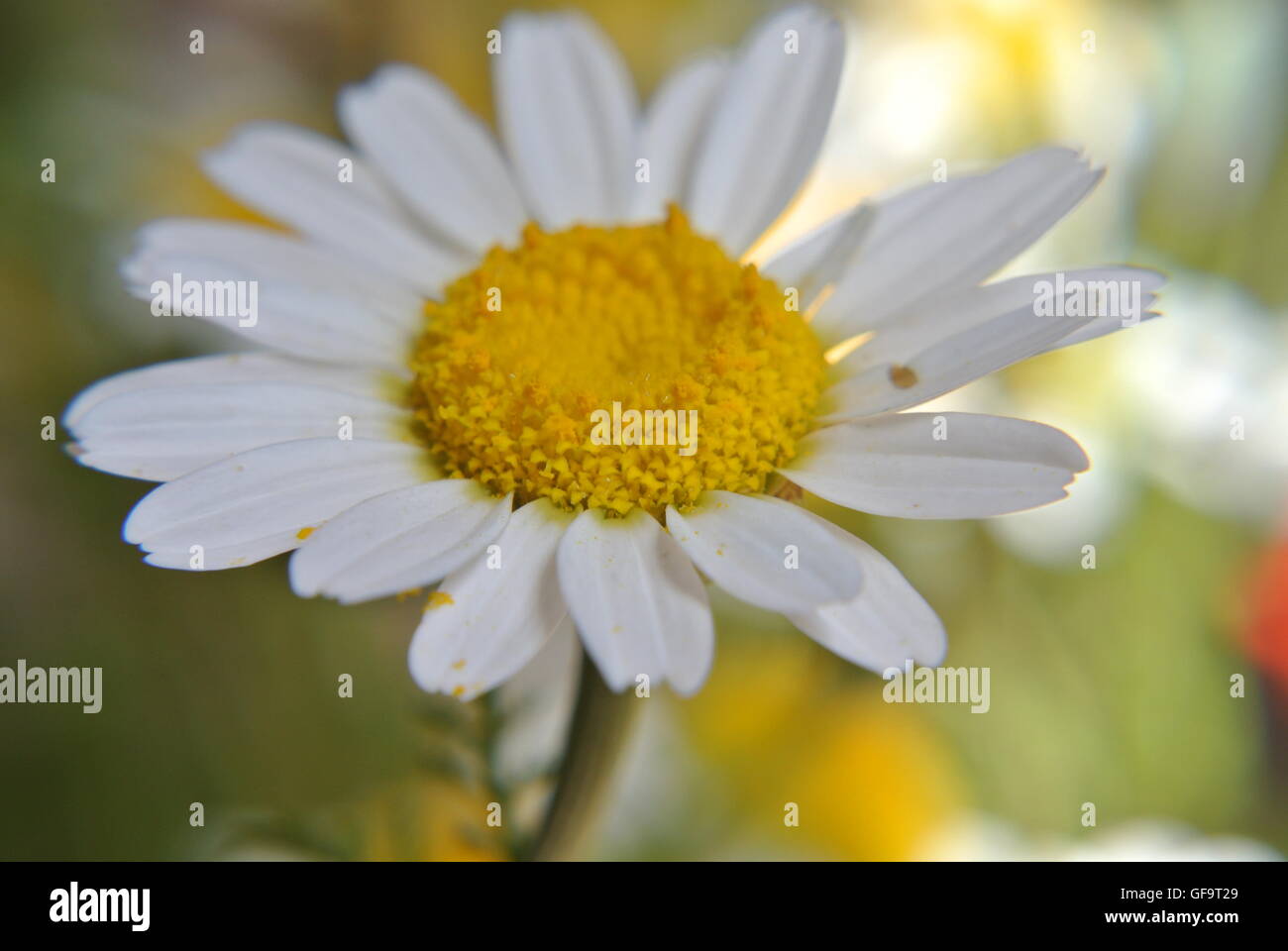 A close-up of a blooming daisy Stock Photo