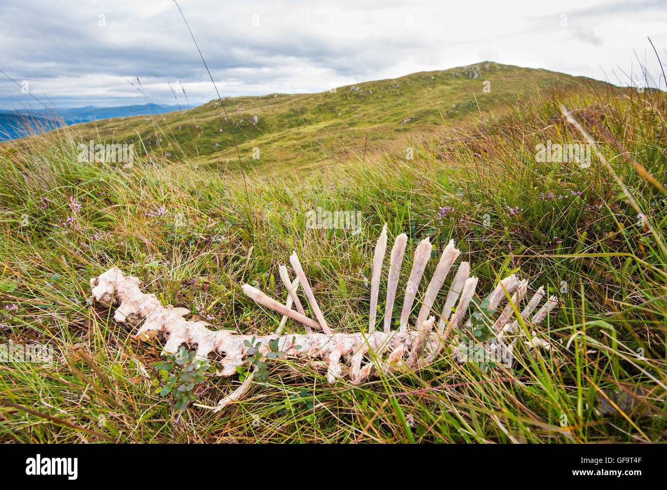 Remains from a dead animal in the mountains Stock Photo