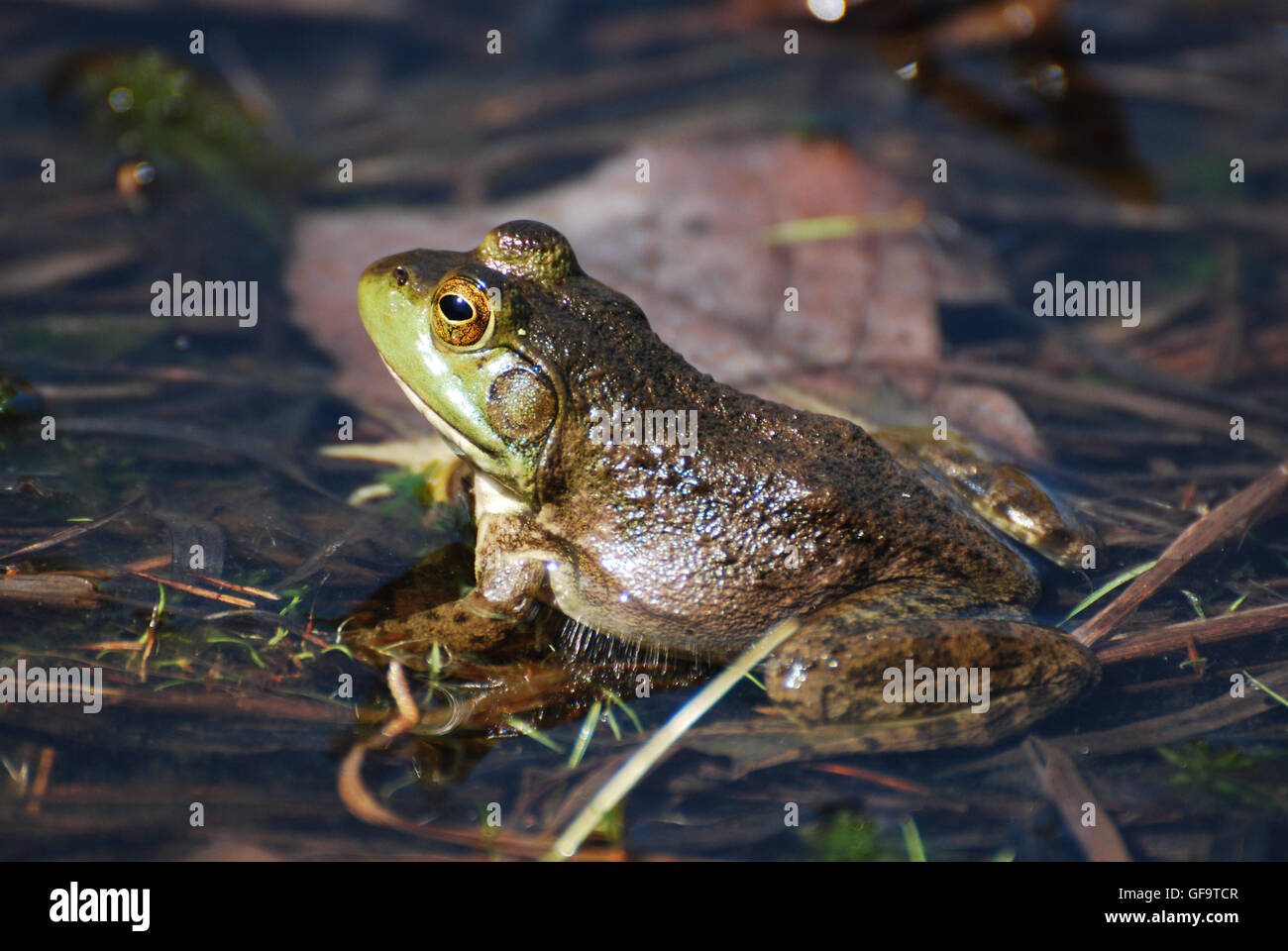 Great capture of a toad sitting in shallow water Stock Photo - Alamy