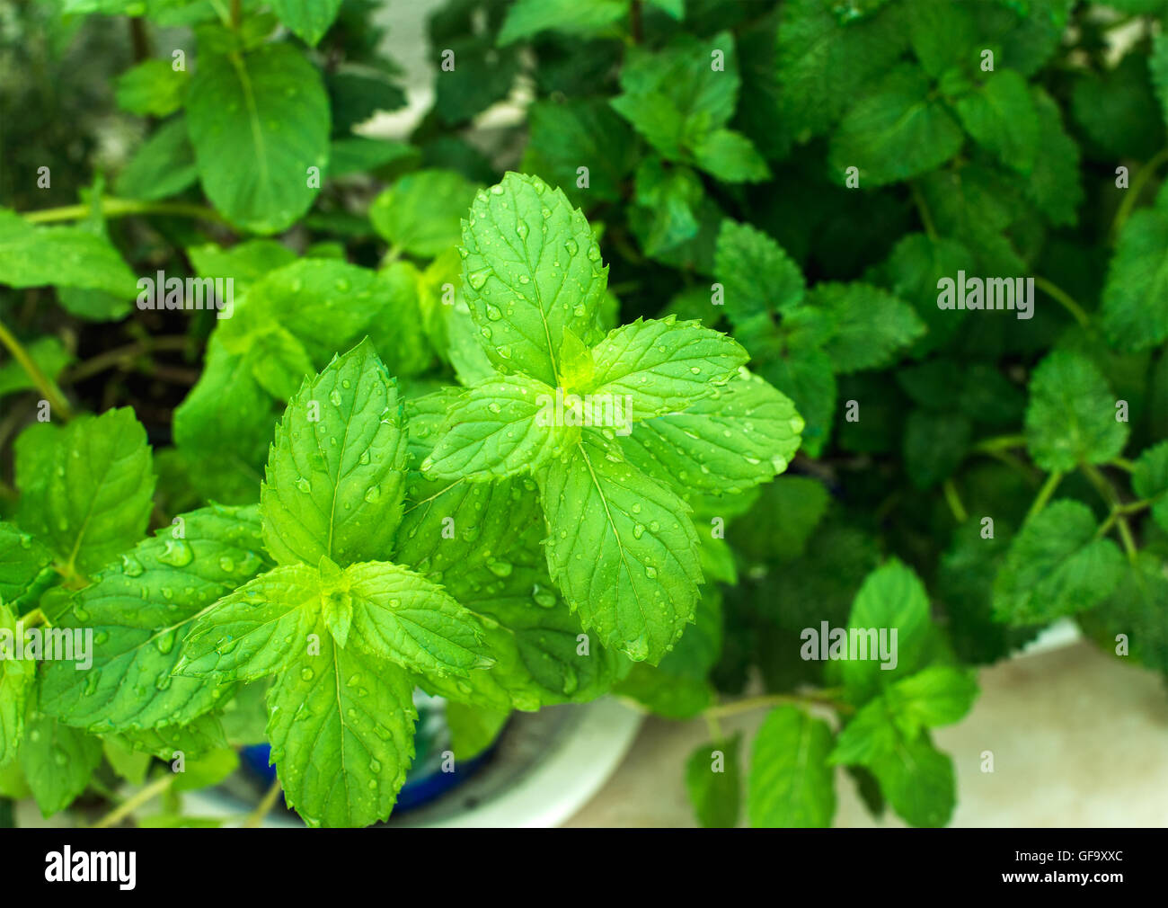 Closeup of fresh mint plant leaves with water drops Stock Photo Alamy