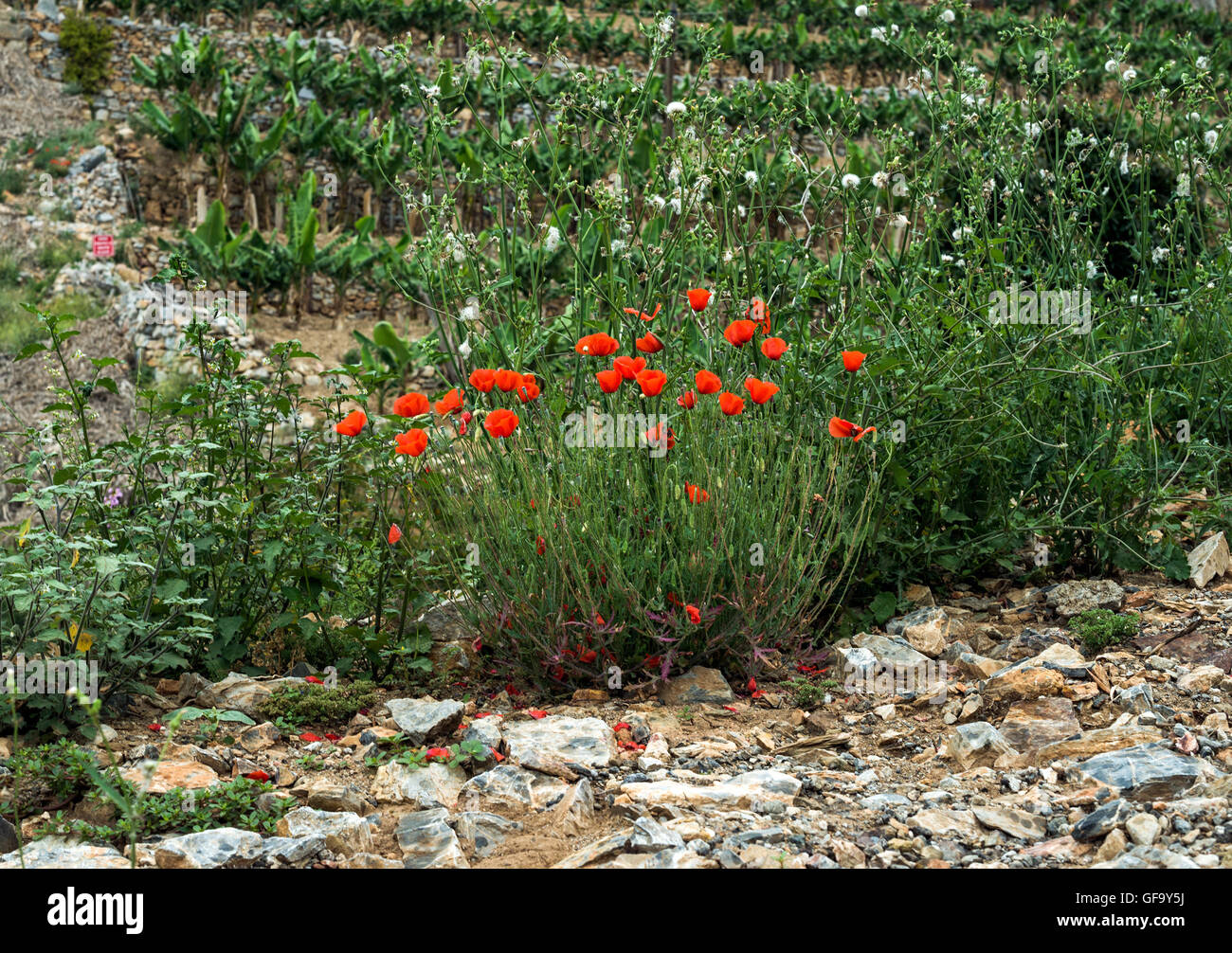 Grass growing along rural road hi-res stock photography and images - Alamy