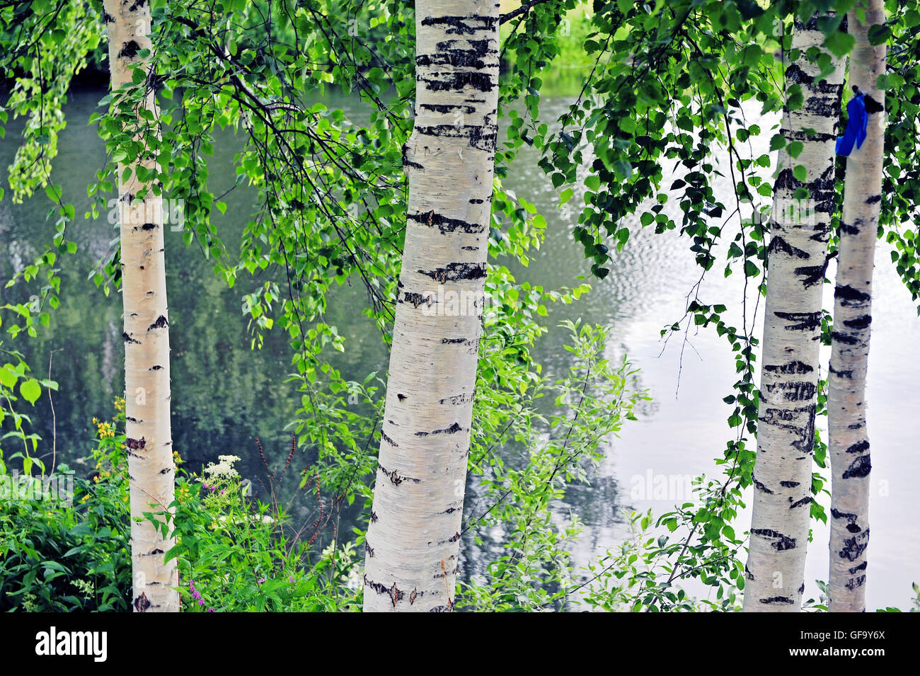 Birchs at the river, russian landscape Stock Photo - Alamy