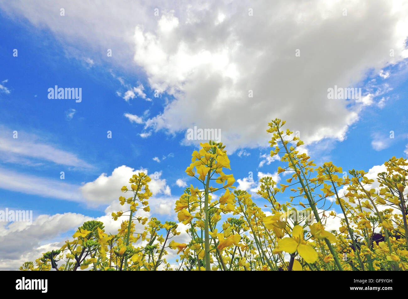 Flowers and sky, nature background Stock Photo