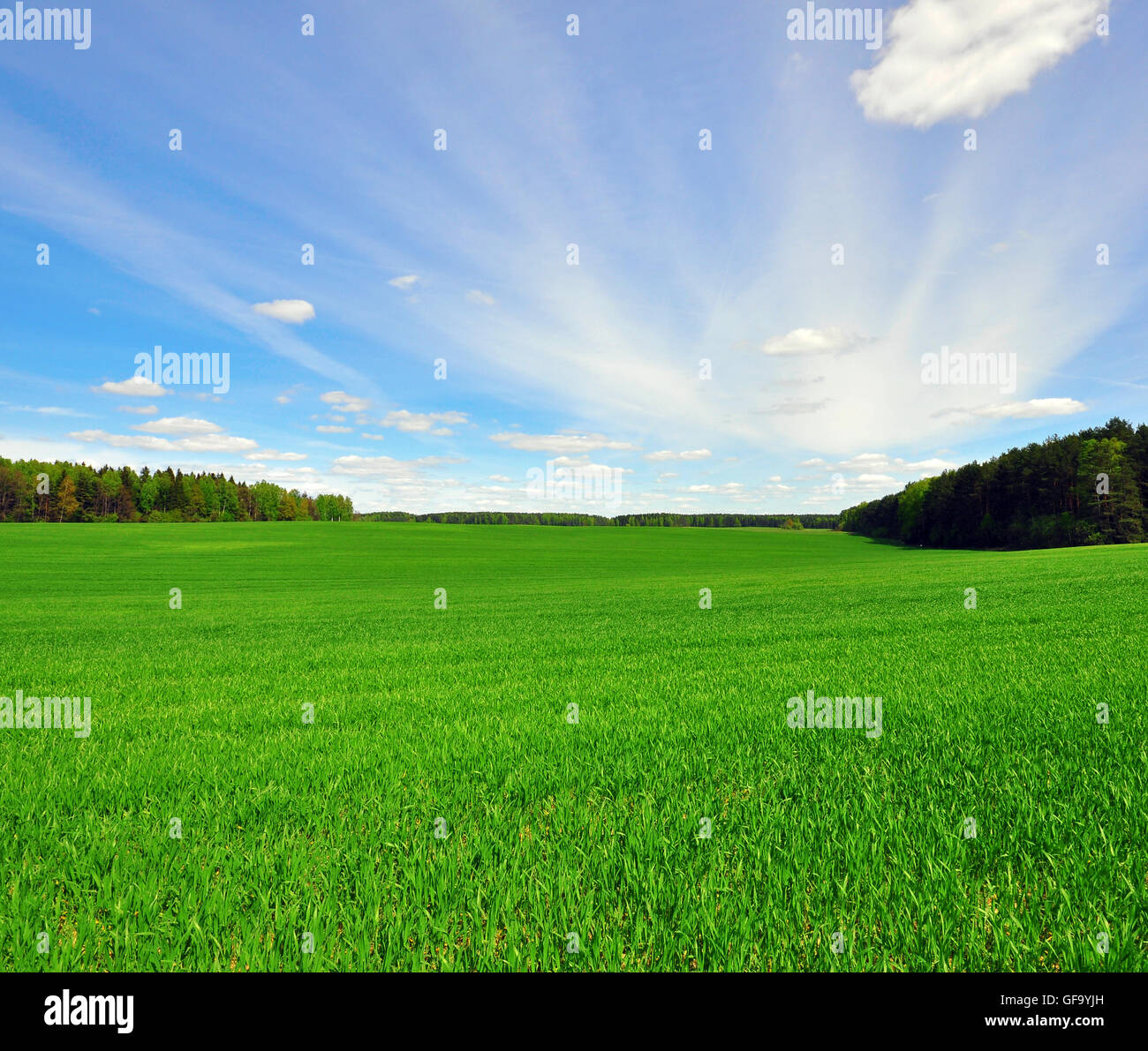 Grass field and blue sky Stock Photo - Alamy