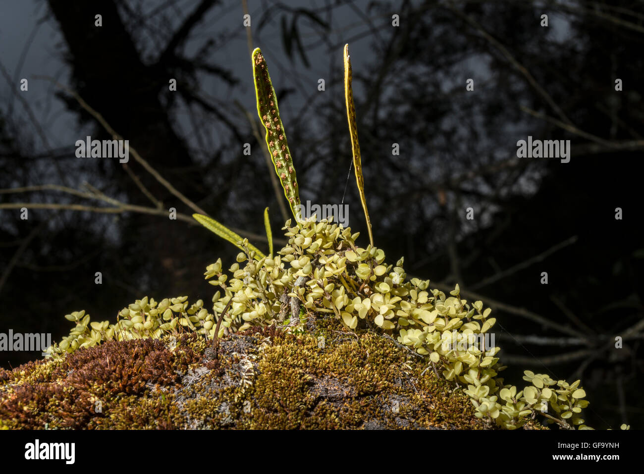 moss, lichen and other plants on a log with background of stormy sky Stock Photo