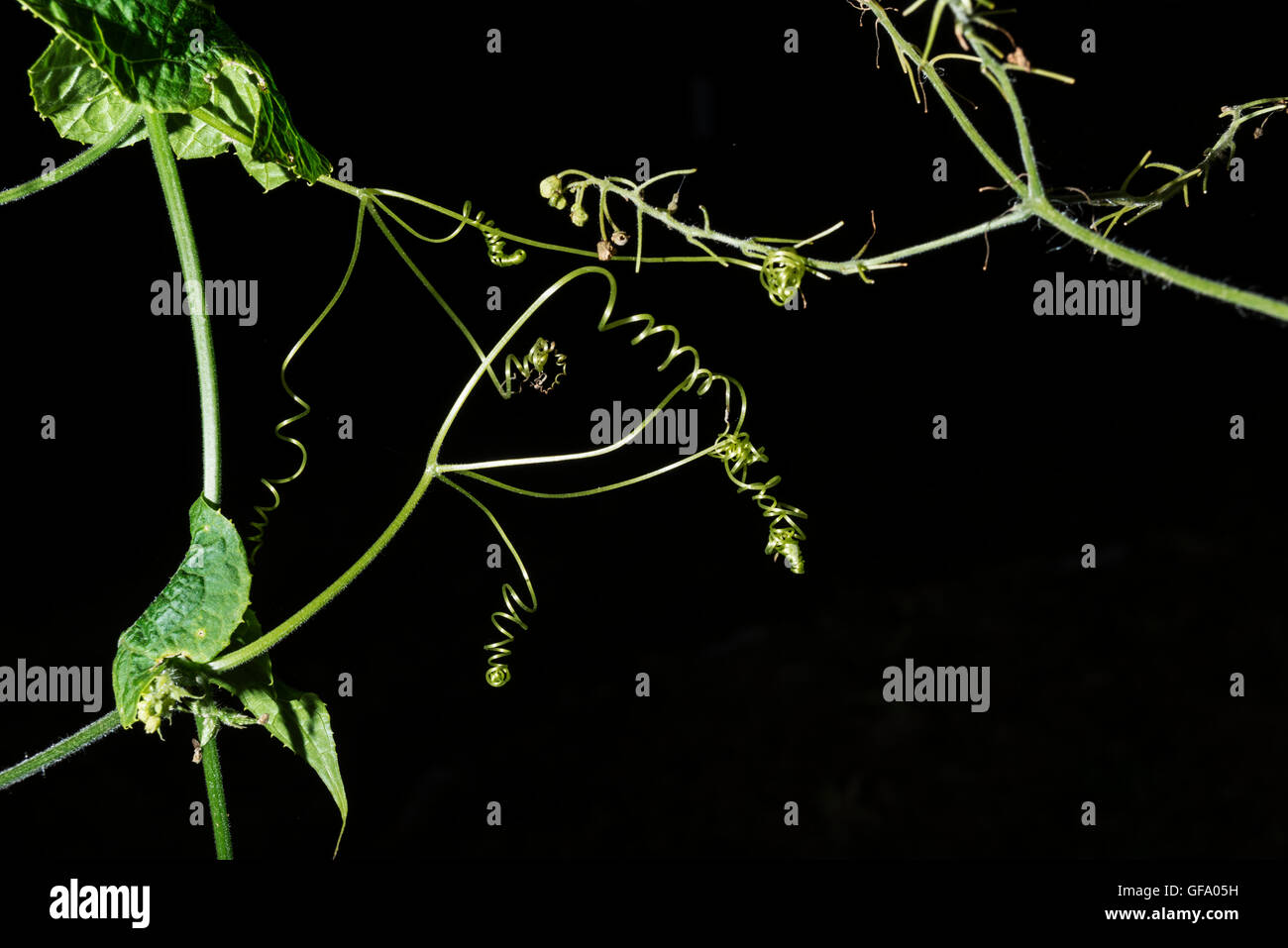 Plants with many tendrils that are taken on black background Stock Photo