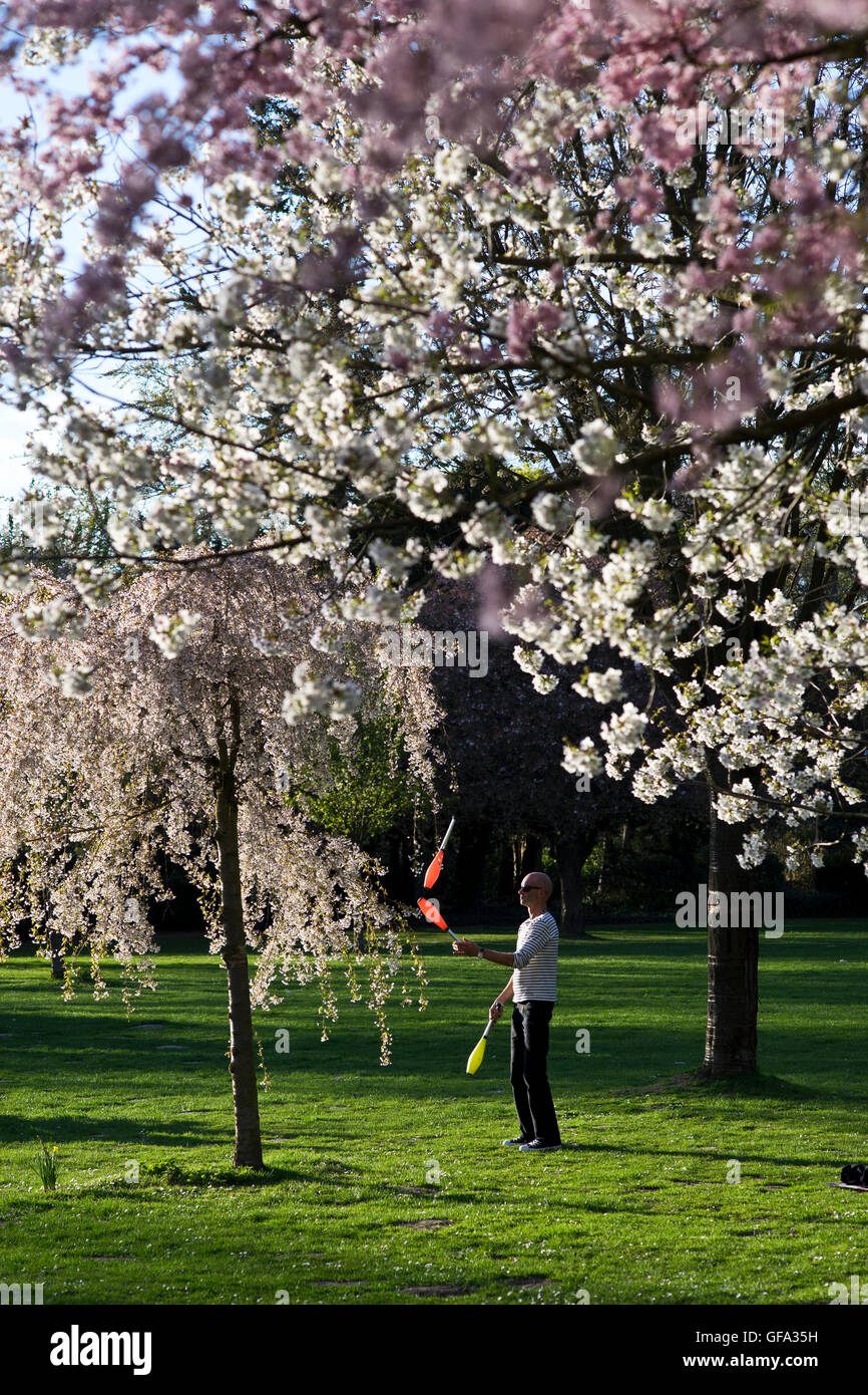 cherry blossom in a public park Stock Photo