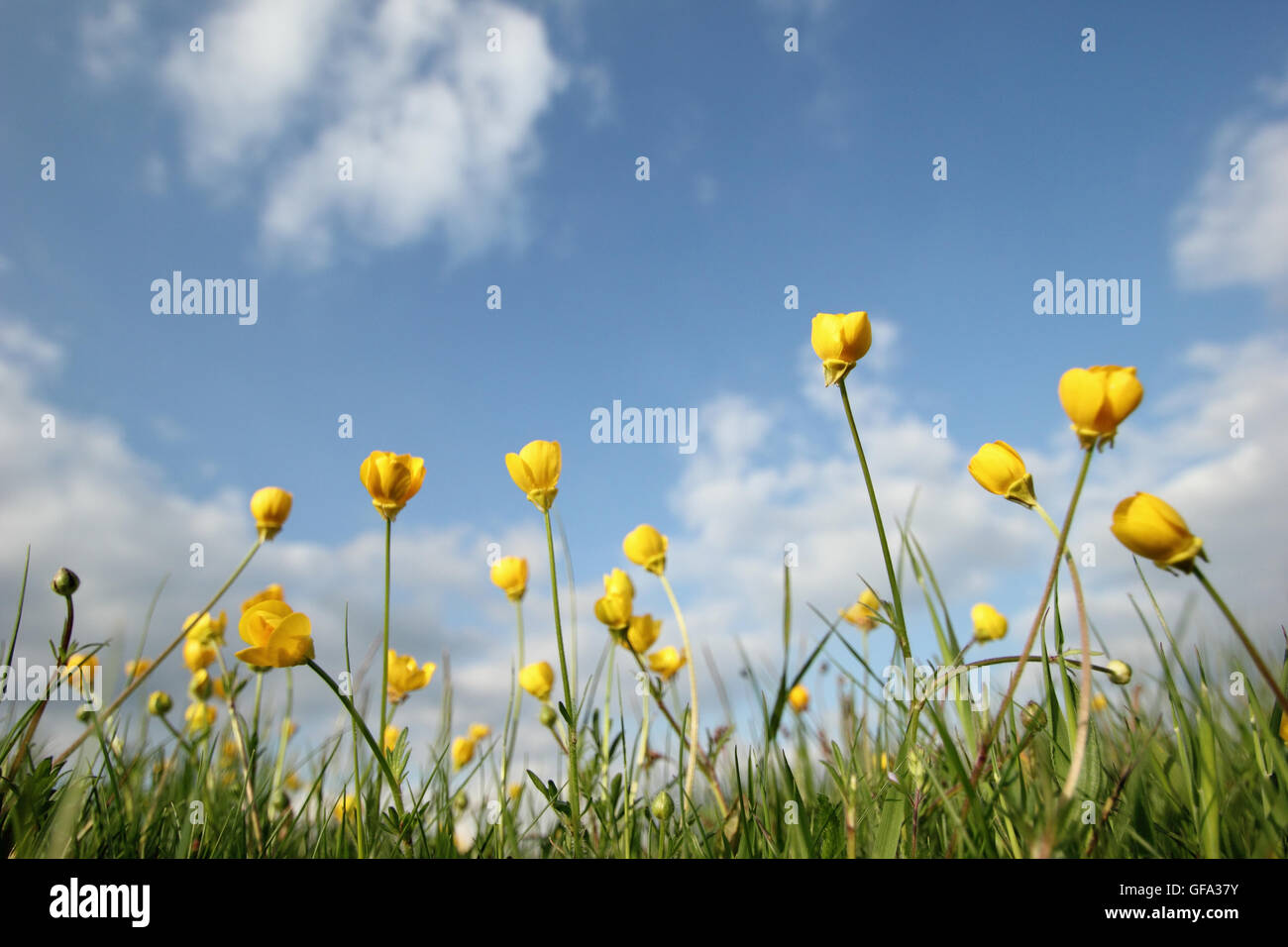 Meadow buttercups growing in an upland  meadow in the Peak District, Derbyshire England UK - June Stock Photo