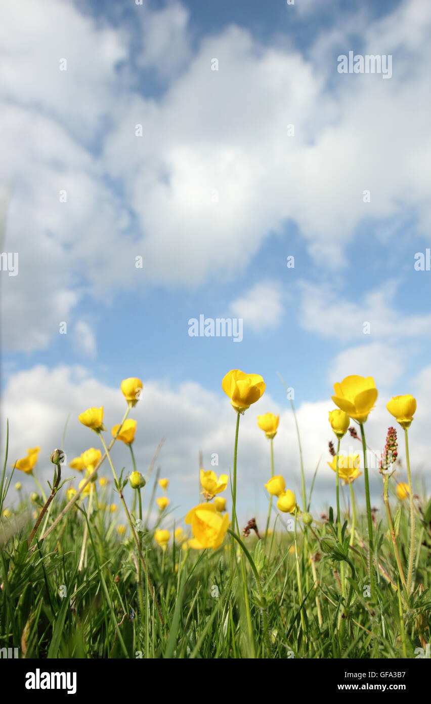 Meadow buttercups growing in an upland  meadow in the Peak District, Derbyshire England UK - June Stock Photo