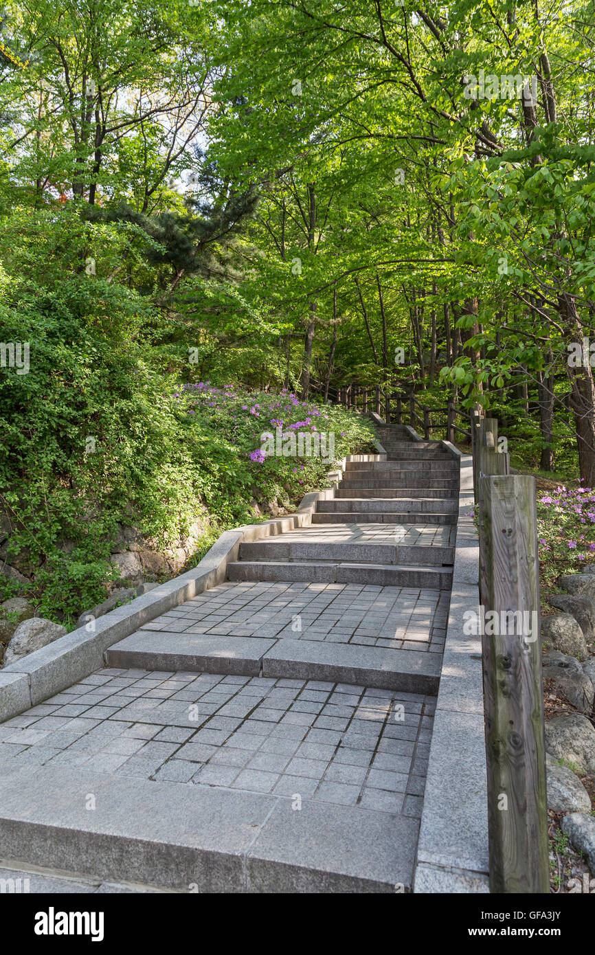 Stairway in a lush and verdant forest at the Namsan Hill (or Namsan Park or Namsan Mountain) in Seoul, South Korea. Stock Photo