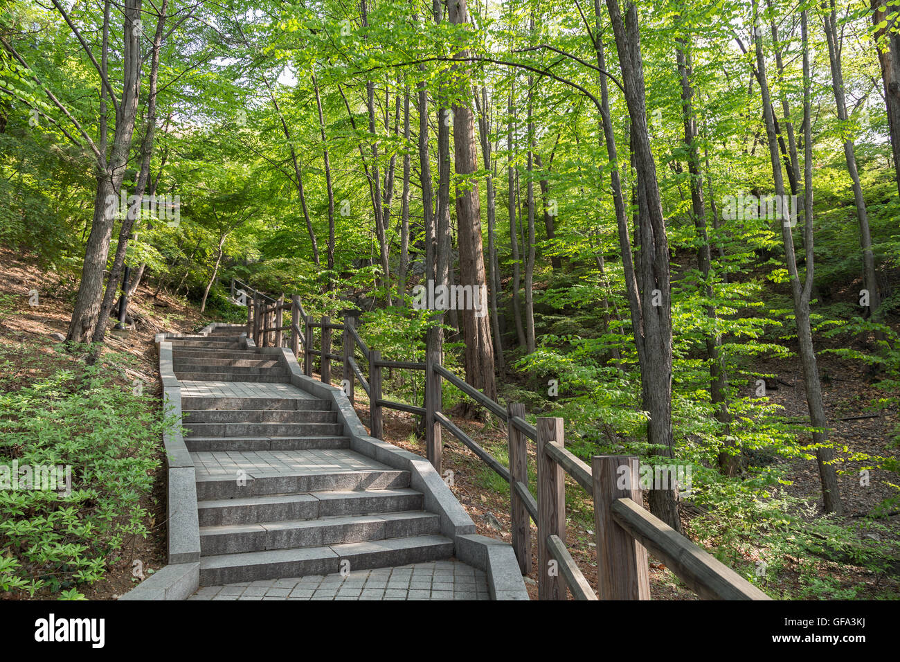 Stairway in a lush and verdant forest at the Namsan Hill (or Namsan Park or Namsan Mountain) in Seoul, South Korea. Stock Photo