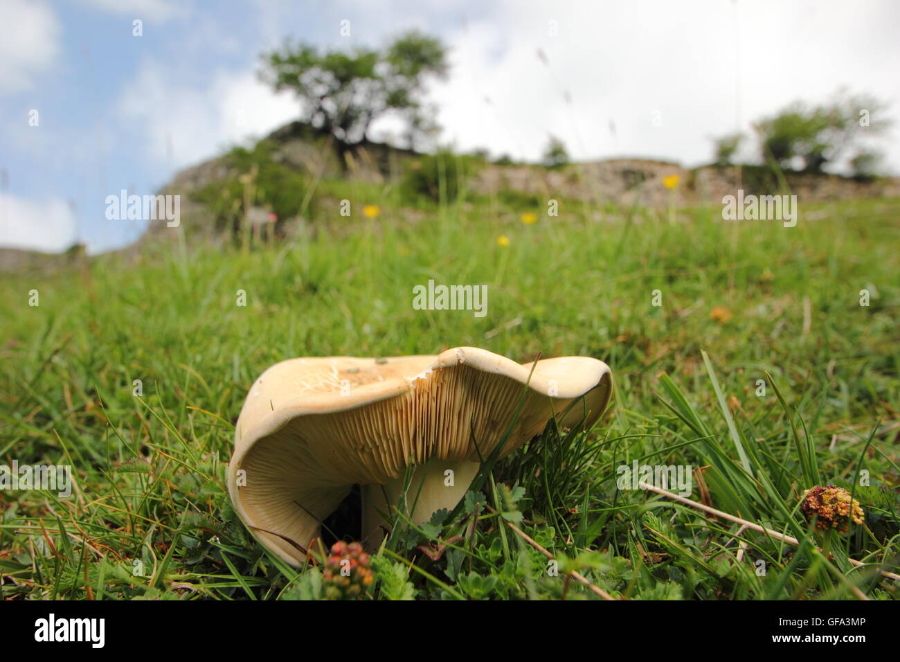 A St George's mushroom (calocybe gambosa) growing in undisturbed limestone grassland, Derbyshire Dales, England UK - May Stock Photo