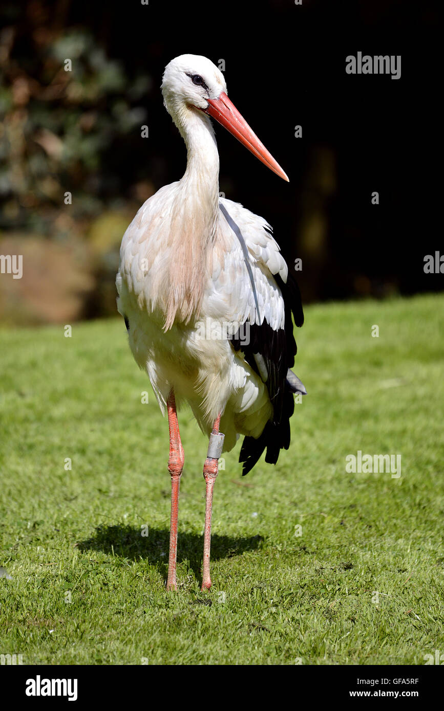Closeup white stork (Ciconia ciconia) on grass and seen from front Stock Photo