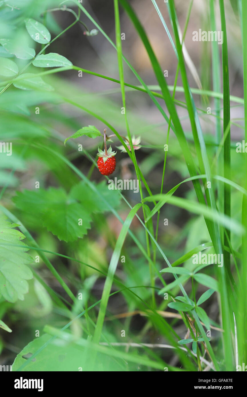 Close up of wild strawberry in forest Stock Photo - Alamy