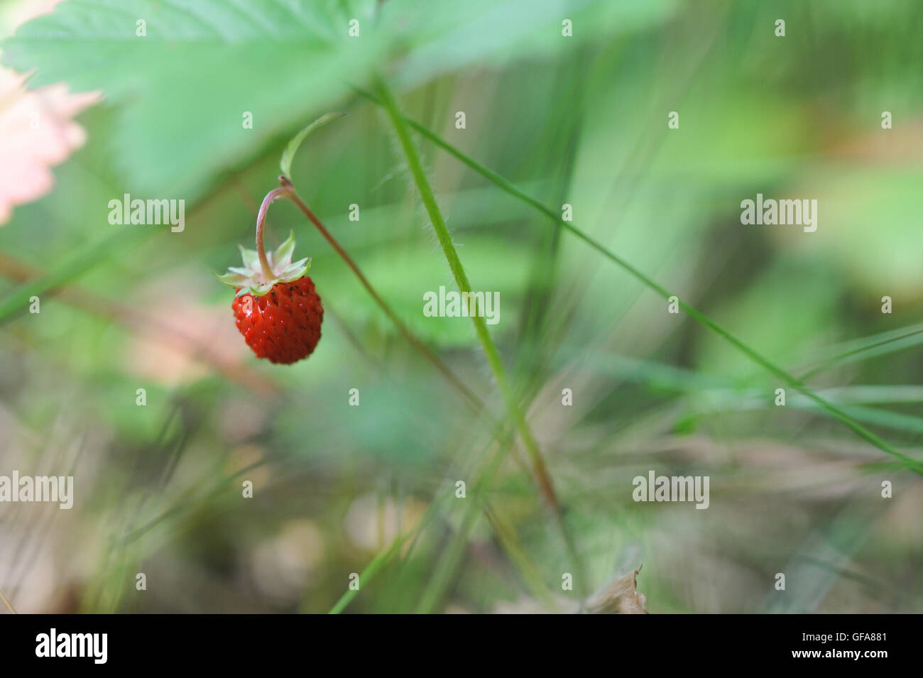 Close up of wild strawberry in forest Stock Photo - Alamy