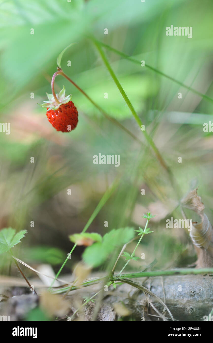 Forest strawberry plant hi-res stock photography and images - Alamy