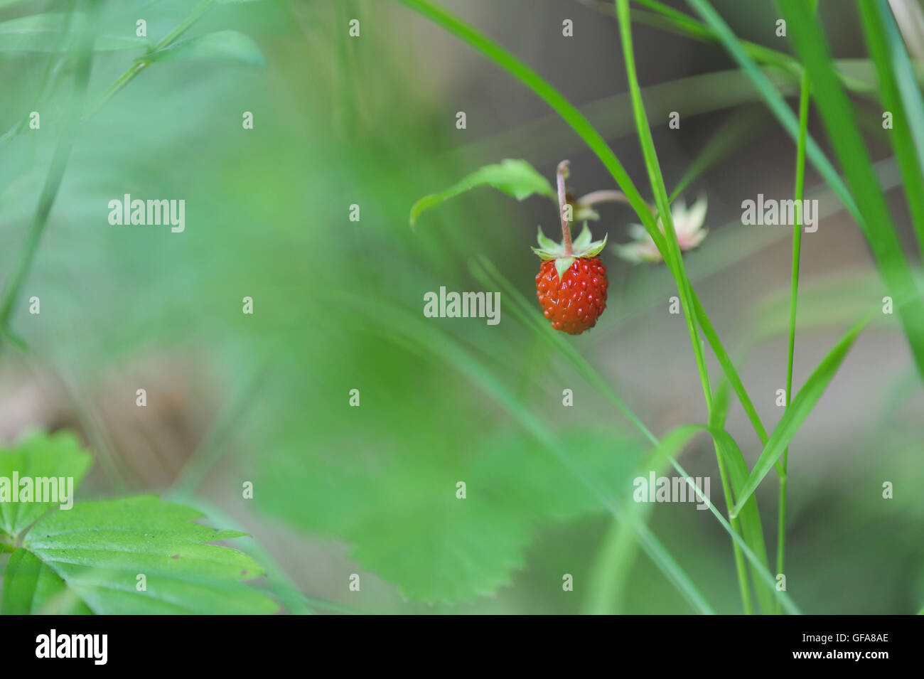 The forest strawberry hi-res stock photography and images - Alamy