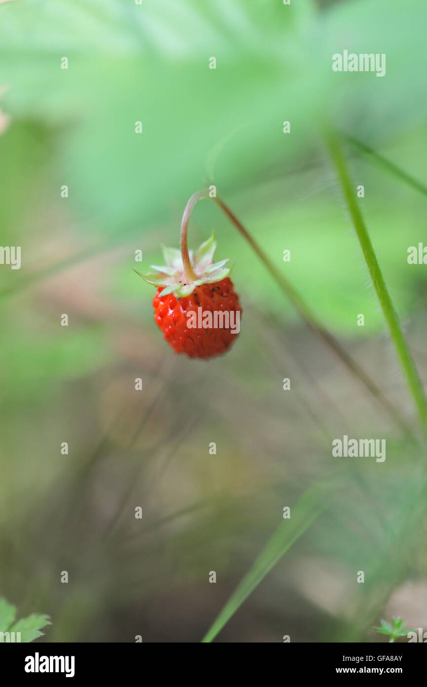 Close up of wild strawberry in forest Stock Photo - Alamy
