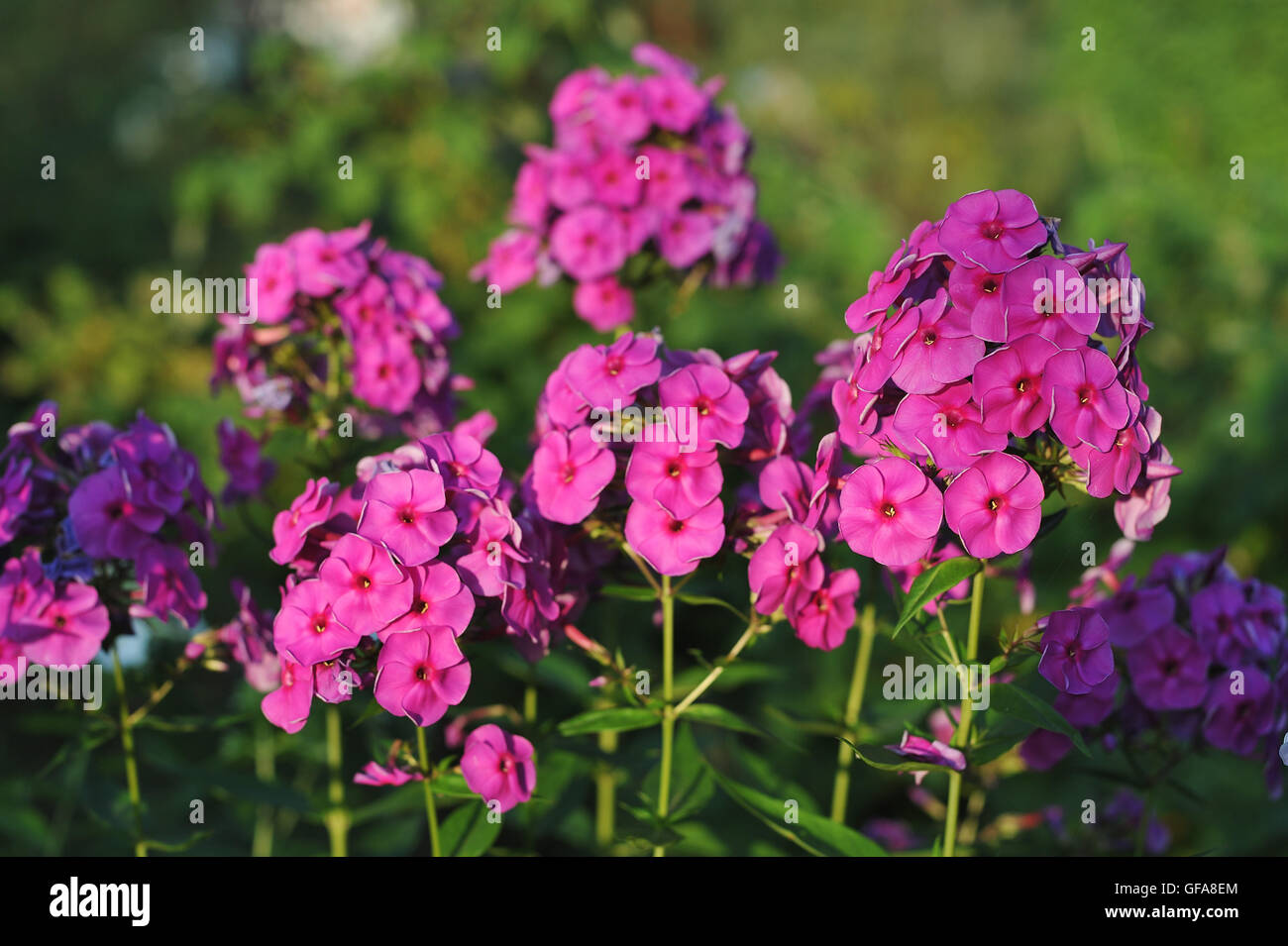 Phlox. Close up of garden flowers. Stock Photo
