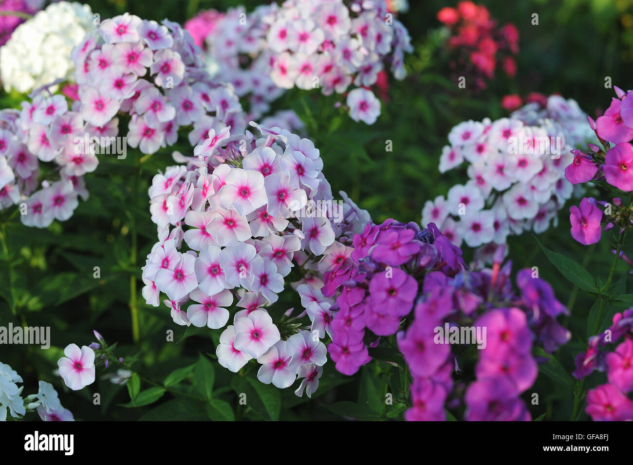Phlox. Close up of garden flowers. Stock Photo