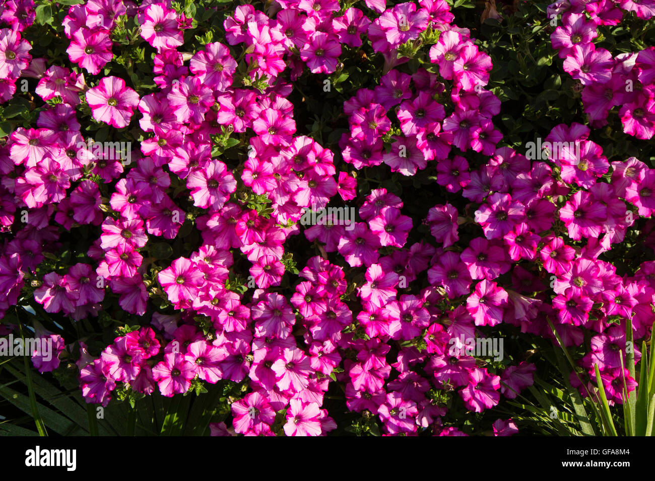 background of fucsia flowers called Campanula or bellflower Stock Photo