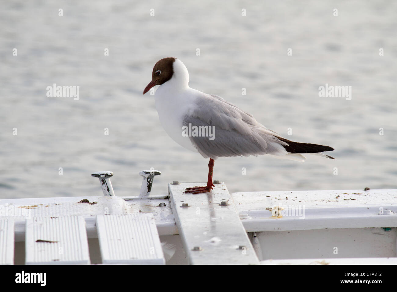 portrait of seagull on a boat in the Adriatic sea Stock Photo