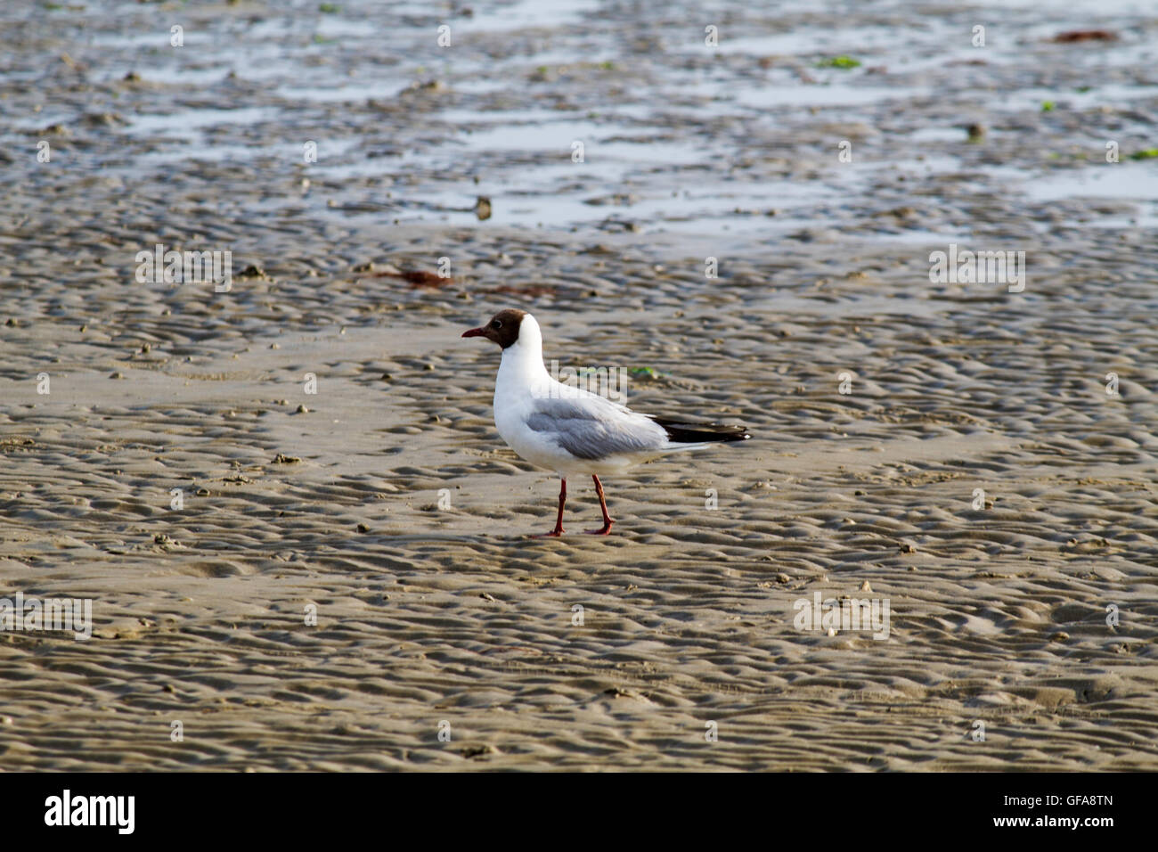 Seagull standing on sandy beach Stock Photo