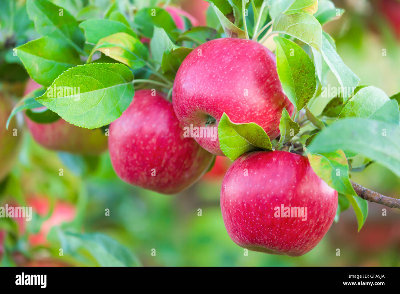 Honey Crisp Apple High Resolution Stock Photography and Images Alamy