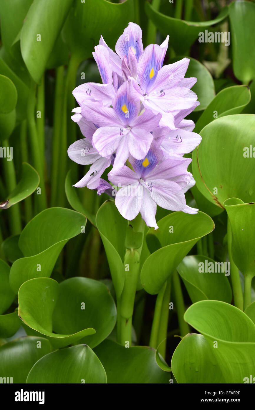 Water Flowers Pale Purple Petals Green Leaves Stock Photo Alamy Water Flowers Pale Purple Petals Green Leaves Stock Photo Alamy