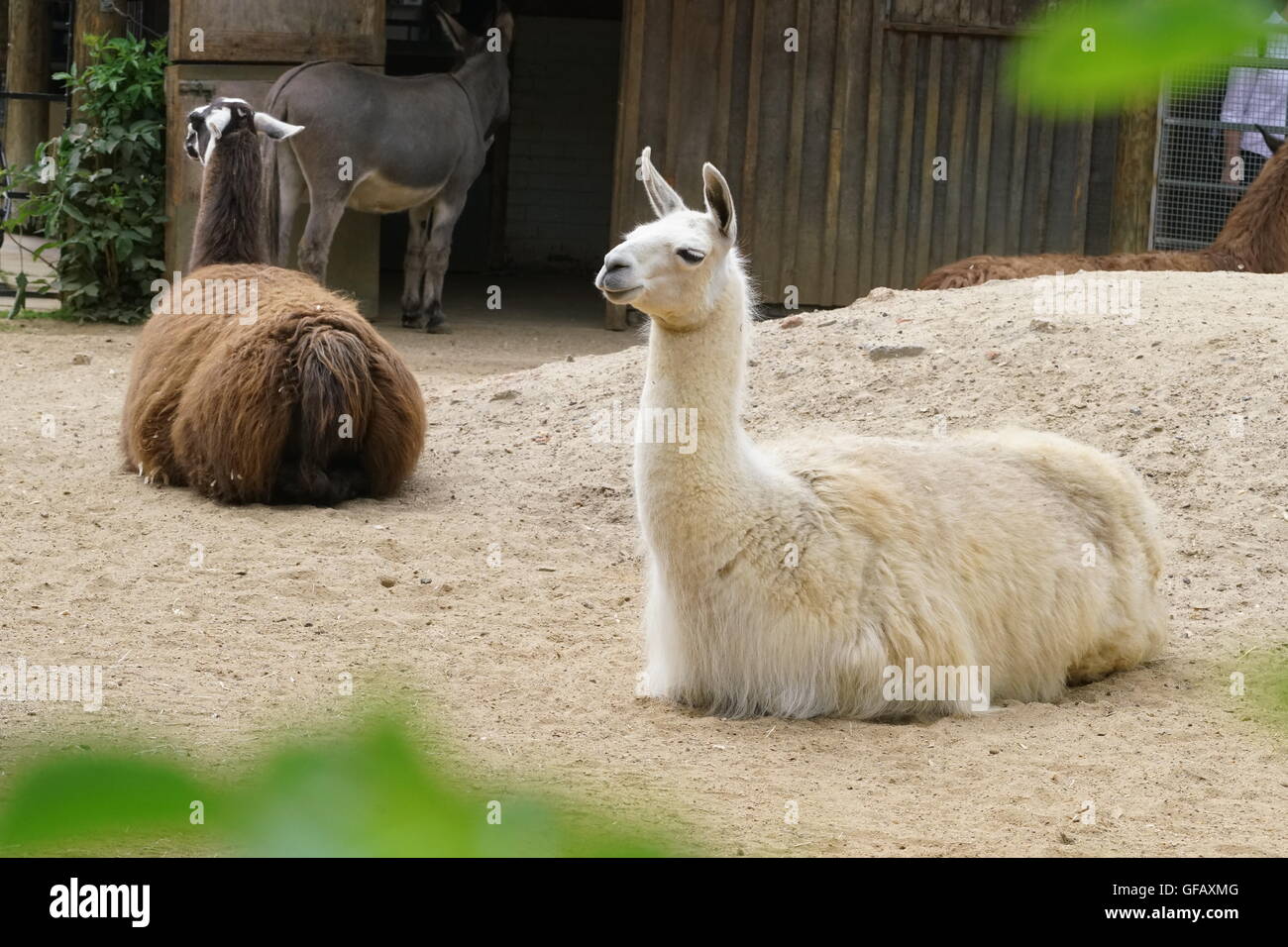 London, UK. 30th July, 2016. Lapaca Lama Pacos at ZLS London Zoo an opening  day for Little Creatures Family Festival ,England, UK. Credit: See LiAlamy  Live News Stock Photo - Alamy