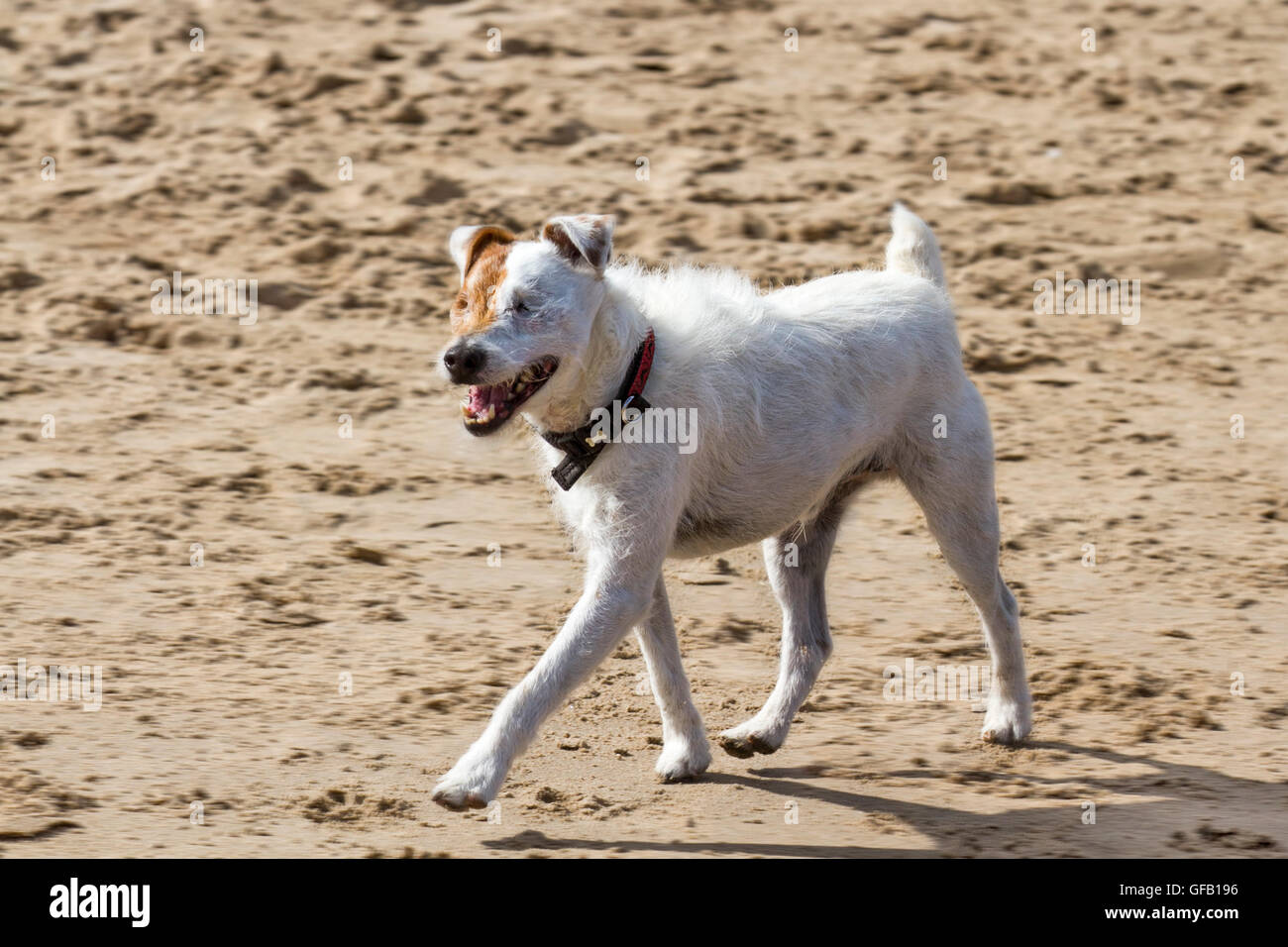 Blind Dog in Southport, Merseyside, UK.   31st July, 2016. A Parson Russell Terrier, a dog with no eyes, exercises on Ainsdale Beach. A Parson is small white terrier that was the original Fox Terrier of the 18th century. He lost both his eyes to Retinal detachment which is ophthalmic disorder of characterized by separation of the retina from the underlying pigment epithelium, a leading cause of vision loss in this species. Stock Photo
