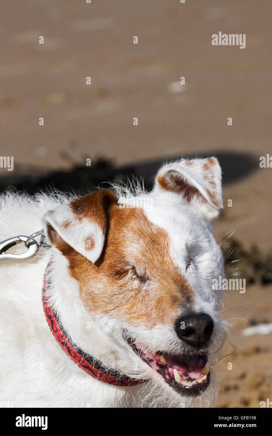 Blind Dog in Southport, Merseyside, UK.   31st July, 2016. A Parson Russell Terrier, a dog with no eyes, exercises on Ainsdale Beach. A Parson is small white terrier that was the original Fox Terrier of the 18th century. He lost both his eyes to Retinal detachment which is ophthalmic disorder of characterized by separation of the retina from the underlying pigment epithelium, a leading cause of vision loss in this species. Stock Photo