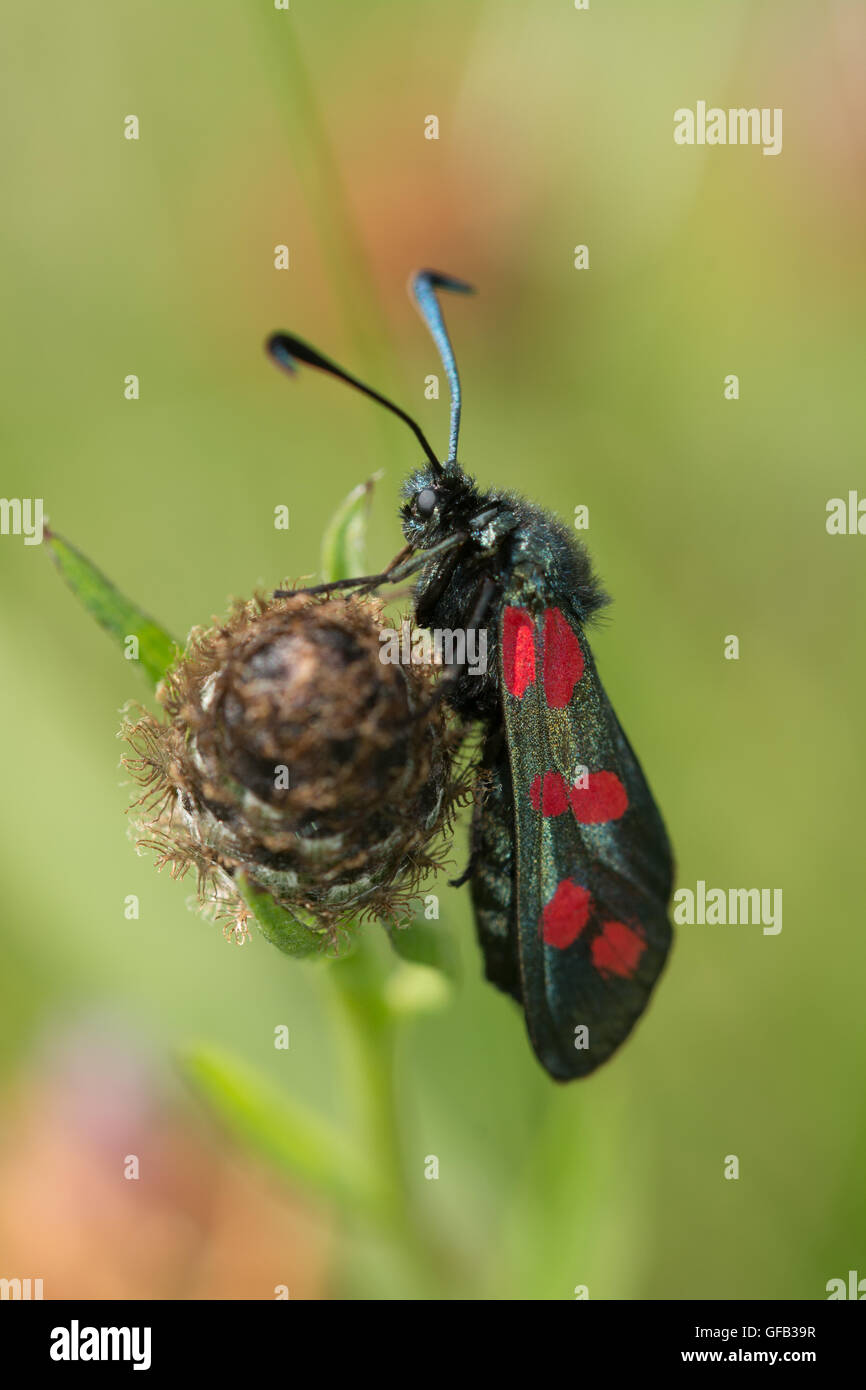 Six-spot burnet moth (Zygaena filipendulae) on flowerhead, UK Stock Photo