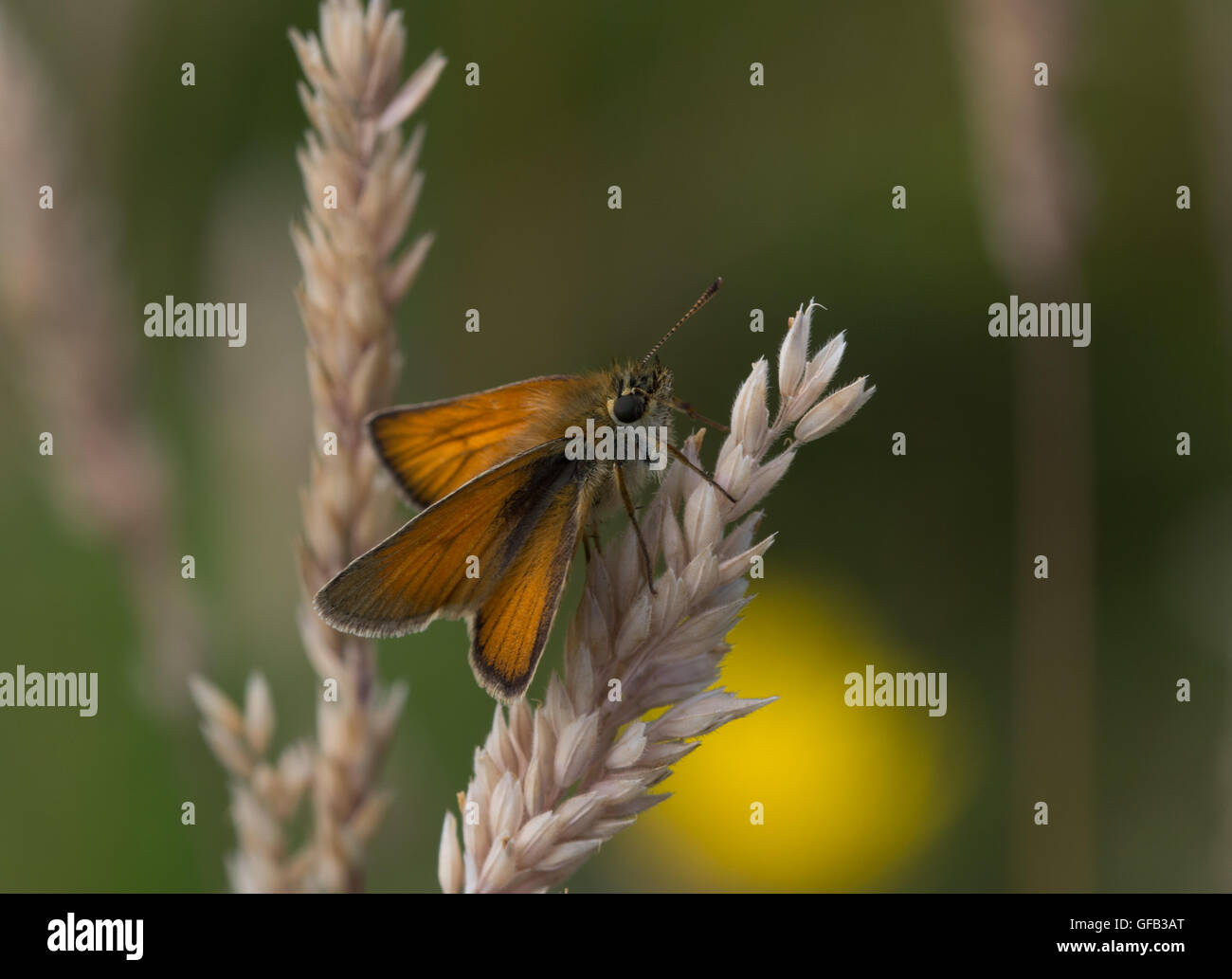 Essex skipper butterfly (Thymelicus lineola) on grass in Hampshire, England Stock Photo