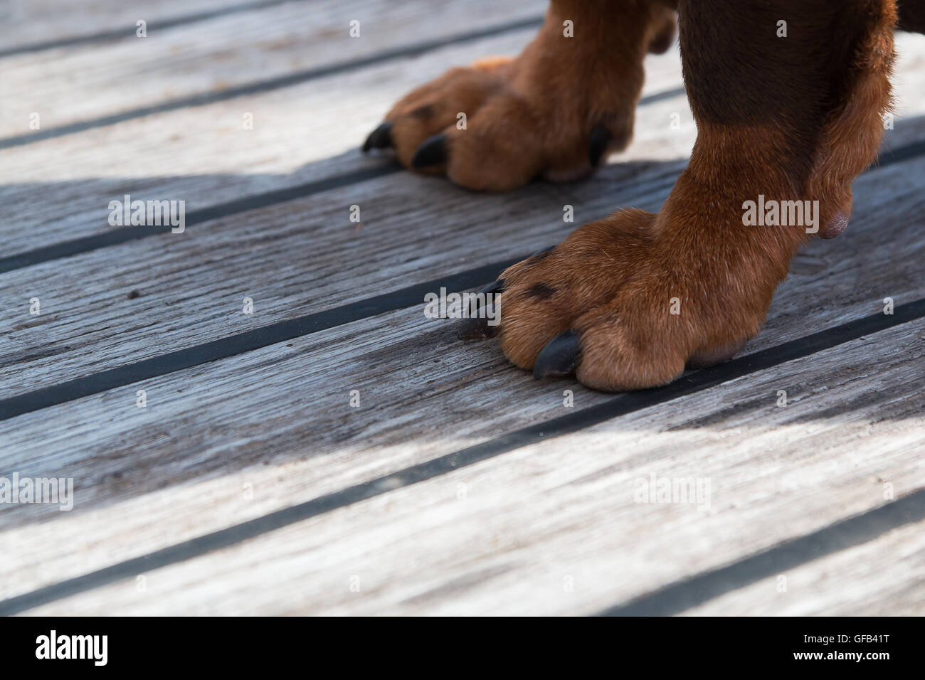 Paws of a big brown dog on the wooden floor. Stock Photo