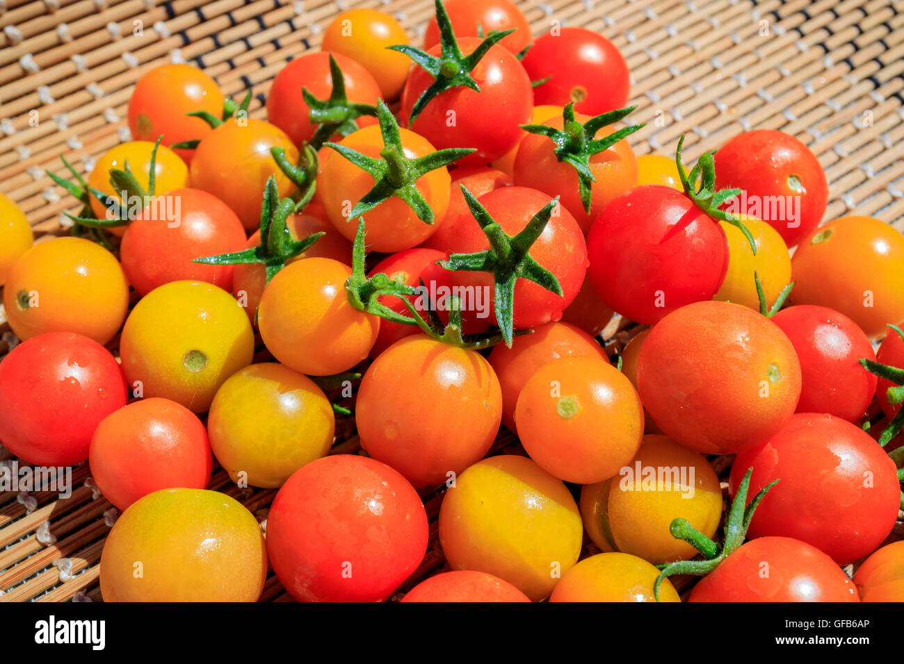 Big harvest of tomato in home garden at Los Angeles Stock Photo