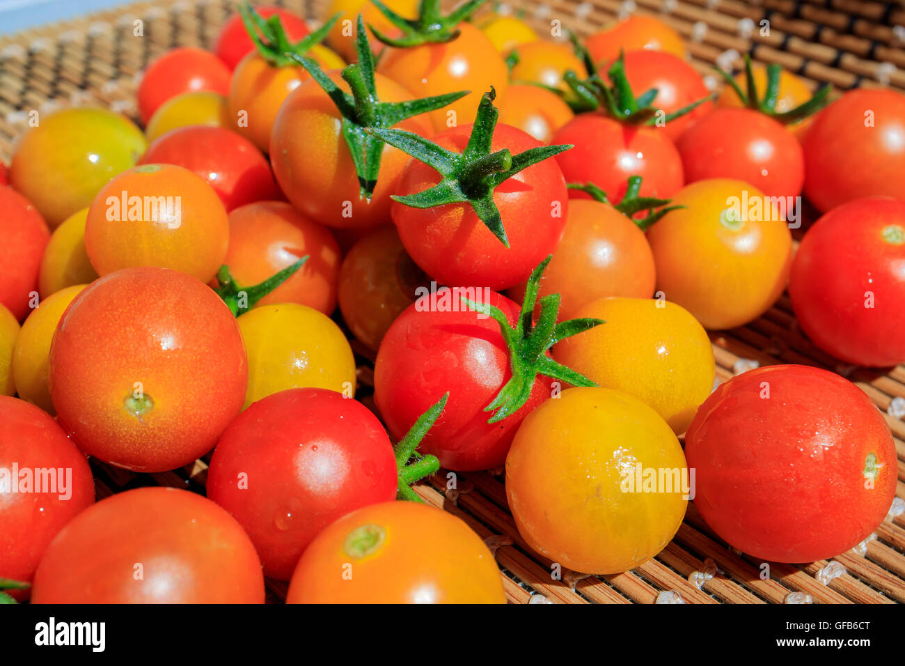 Big harvest of tomato in home garden at Los Angeles Stock Photo