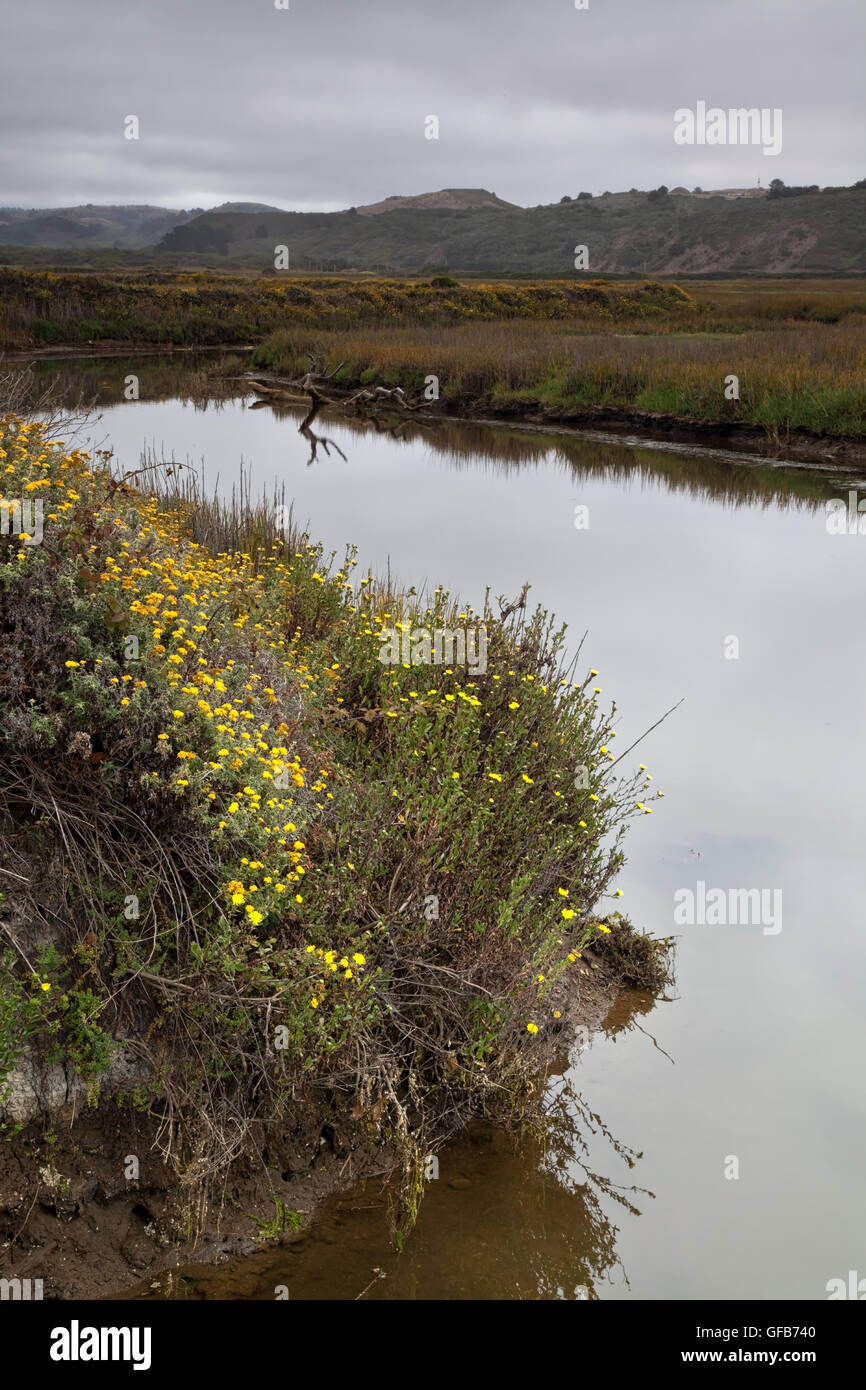 Pescadero Marsh, San Mateo County, California Stock Photo
