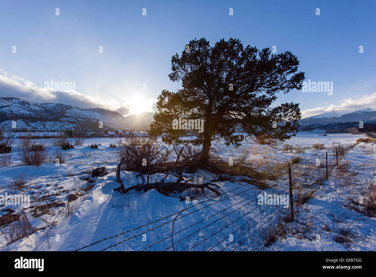 Winter landscape with tree, mountains and setting sun, Chaffee County, Colorado Stock Photo