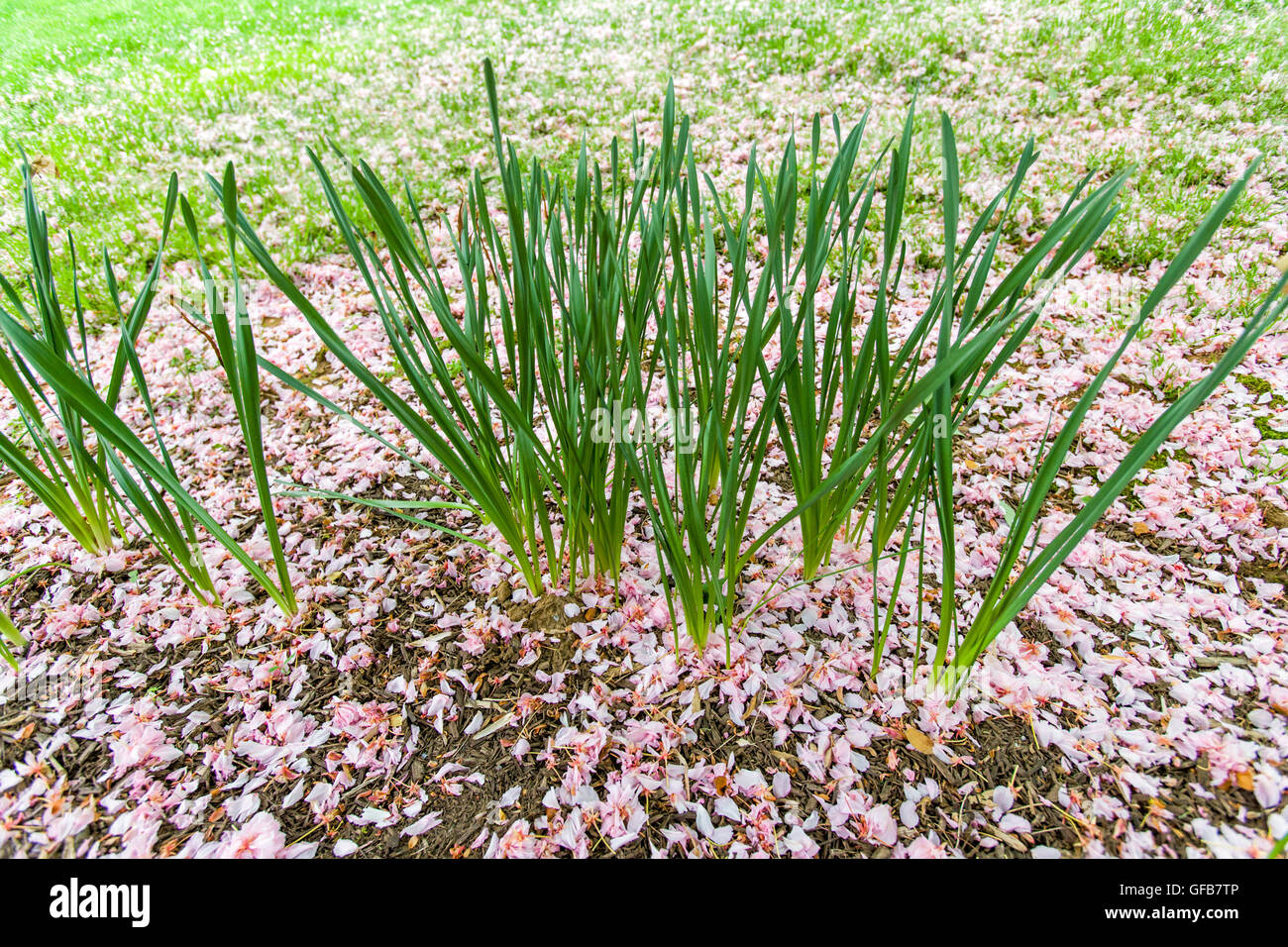 Japanese Cherry Blossoms on the ground around daffodil stalks. Stock Photo